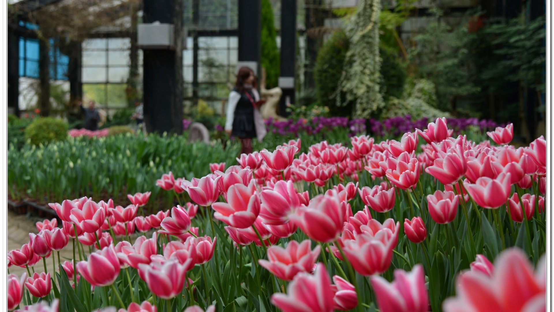 2014杉林溪牡丹花、鬱金香花季
