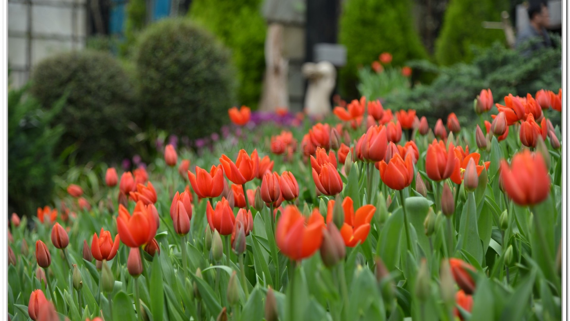 2014杉林溪牡丹花、鬱金香花季