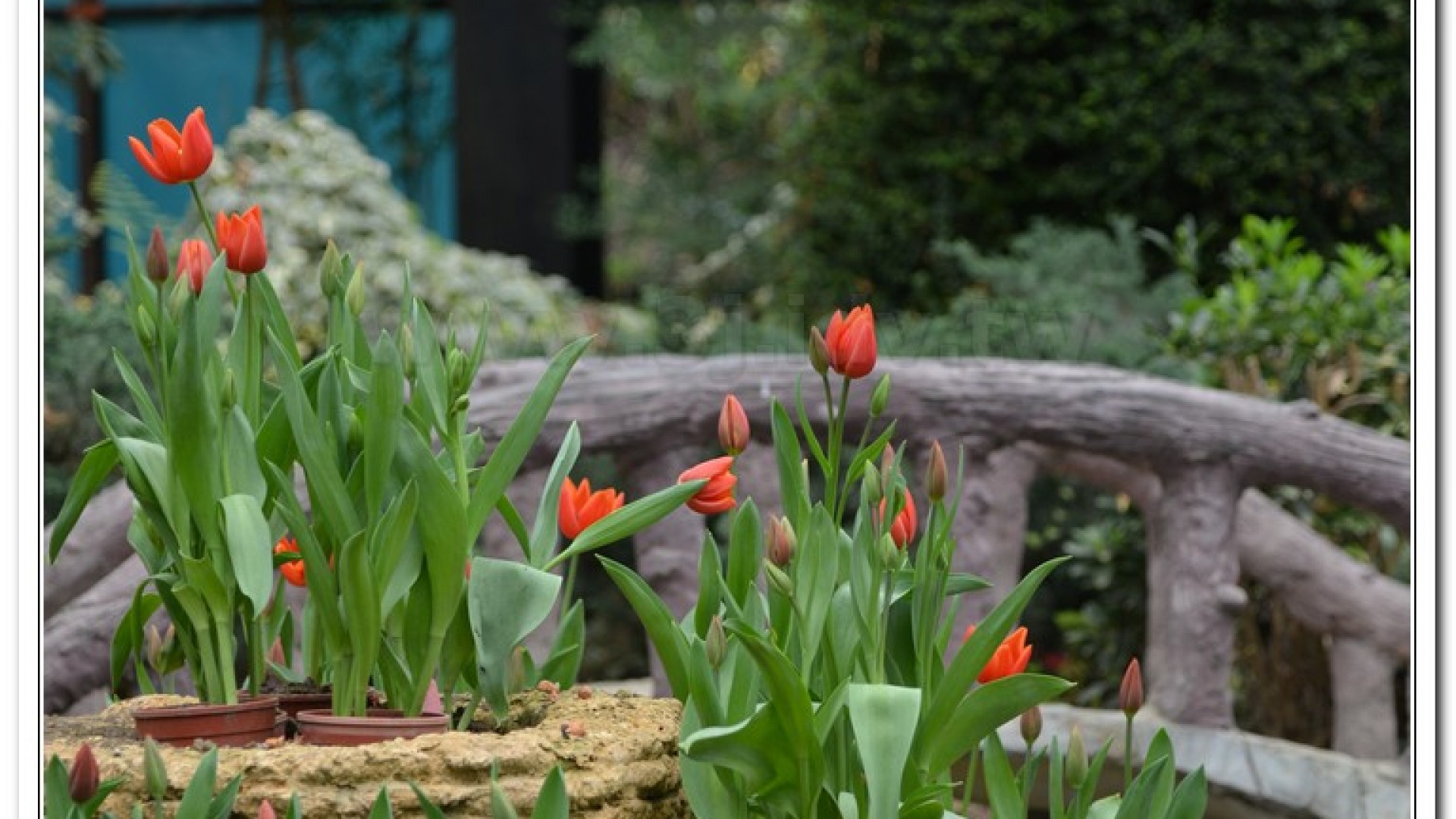 2014杉林溪牡丹花、鬱金香花季