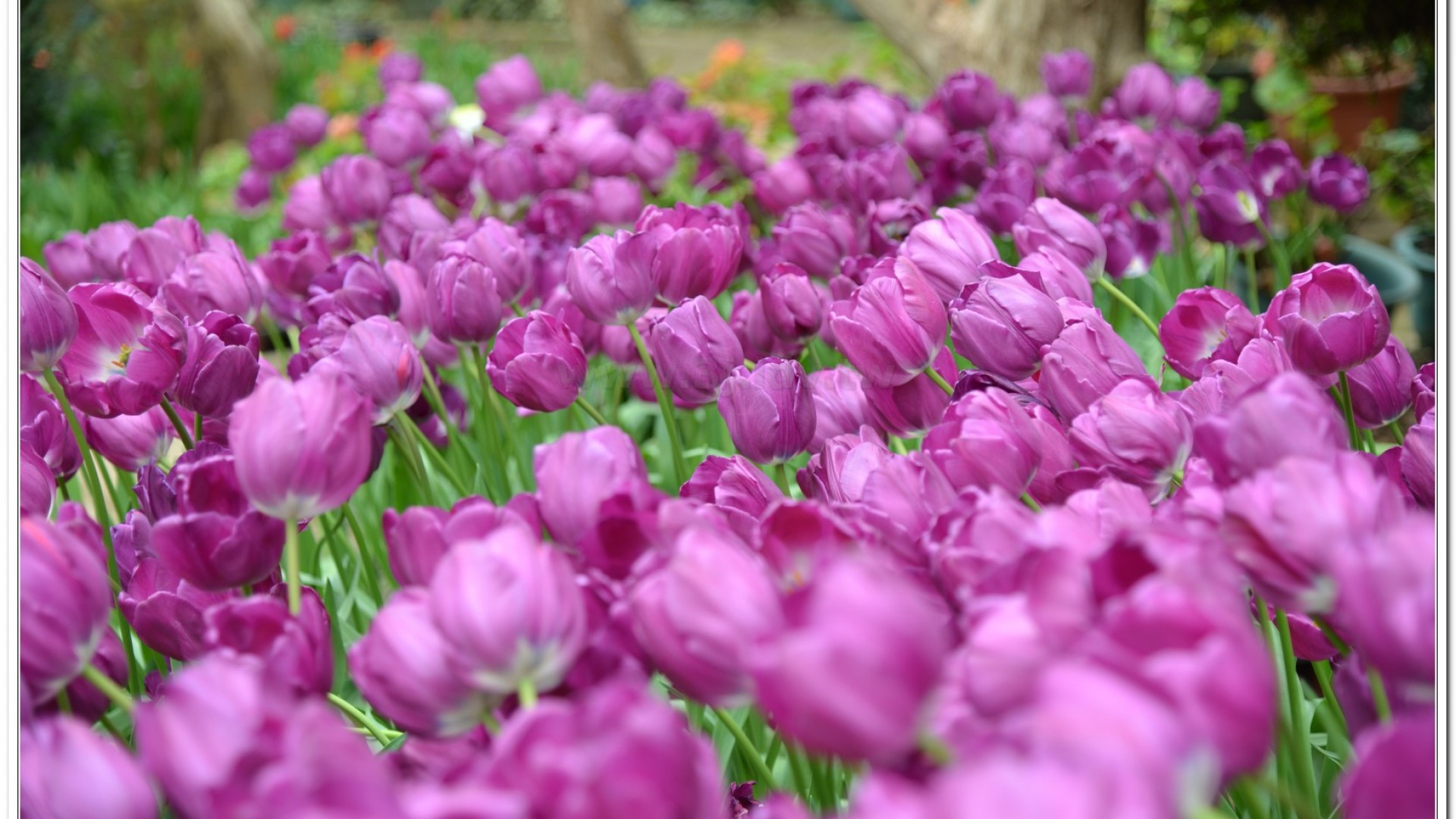 2014杉林溪牡丹花、鬱金香花季