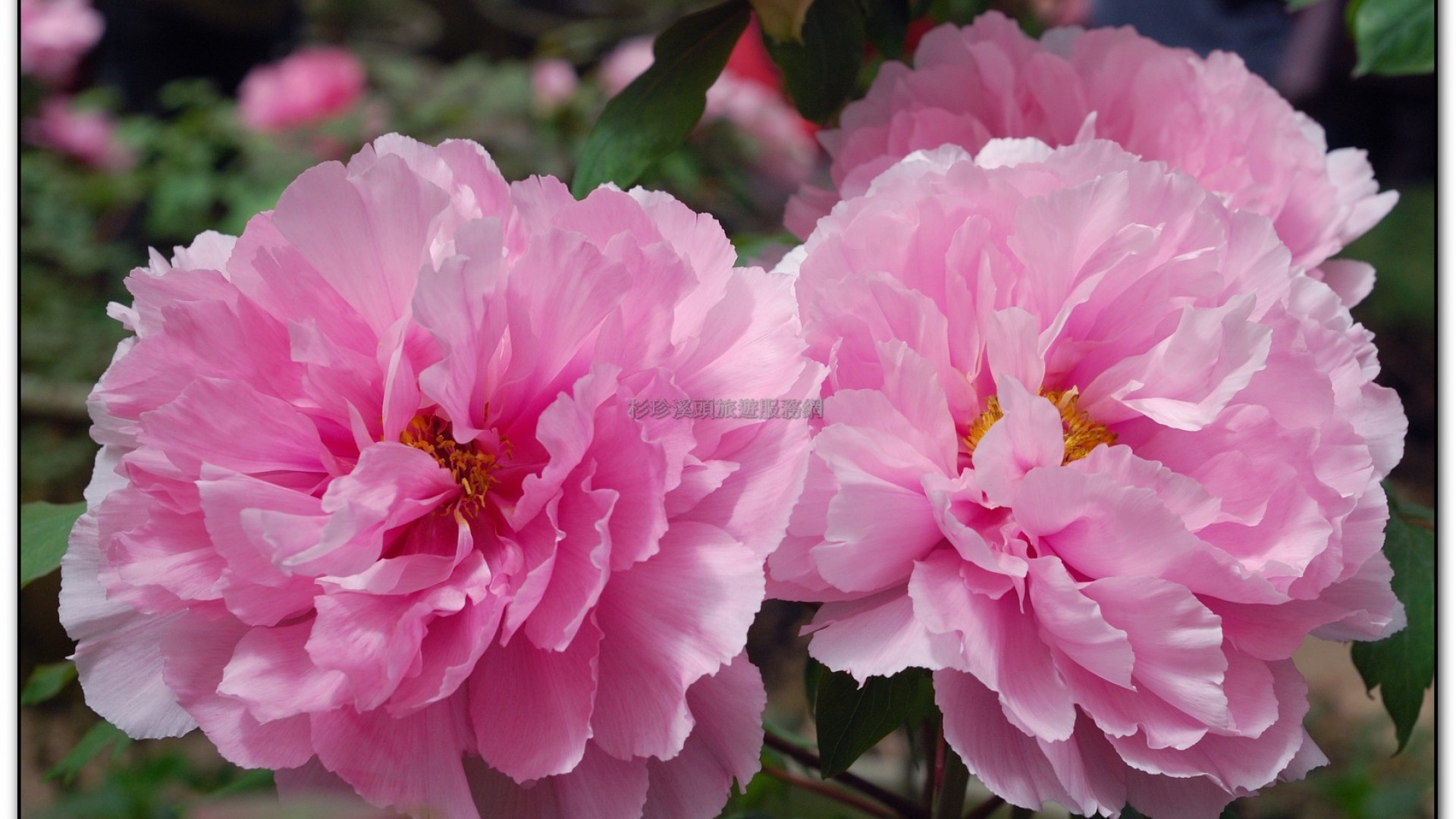 玻璃花坊-杉林溪旅遊景點