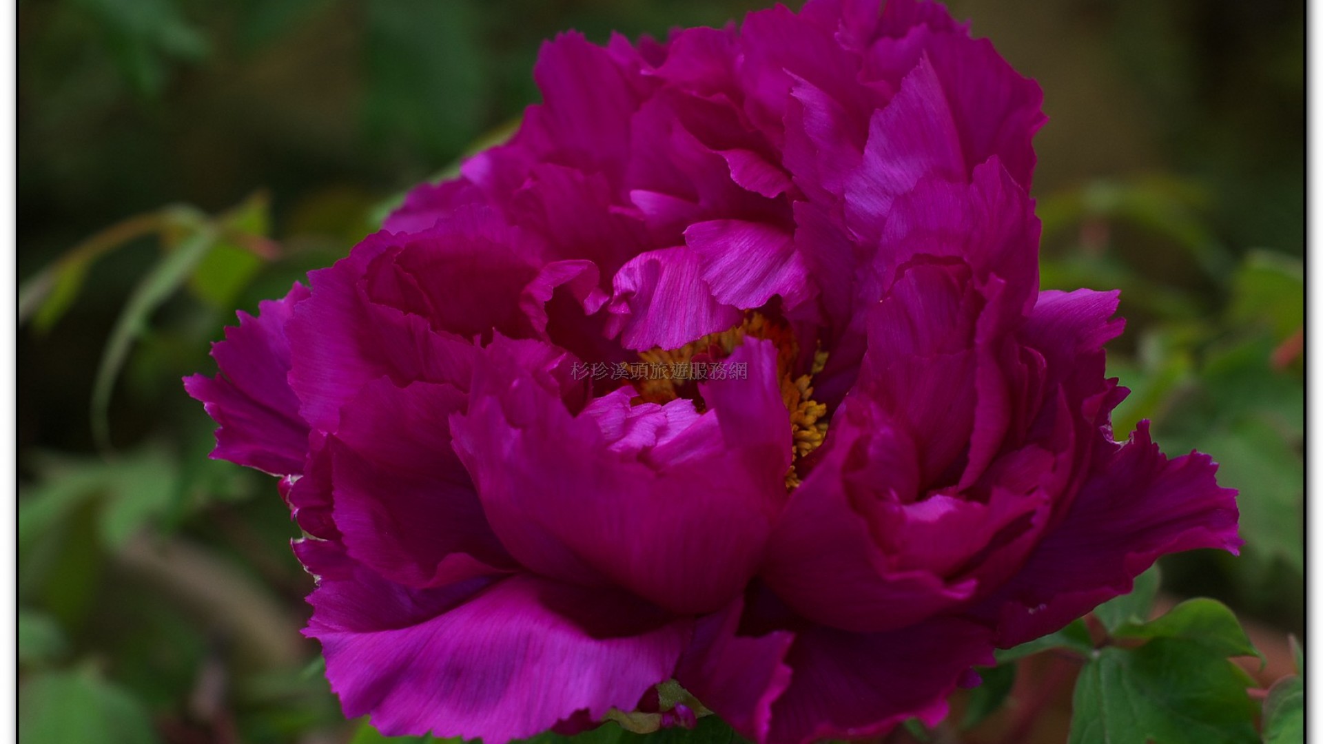 玻璃花坊-杉林溪旅遊景點