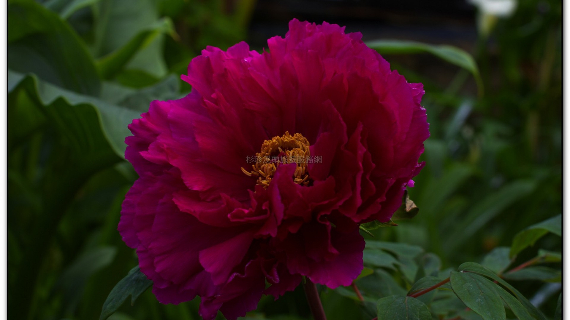 玻璃花坊-杉林溪旅遊景點