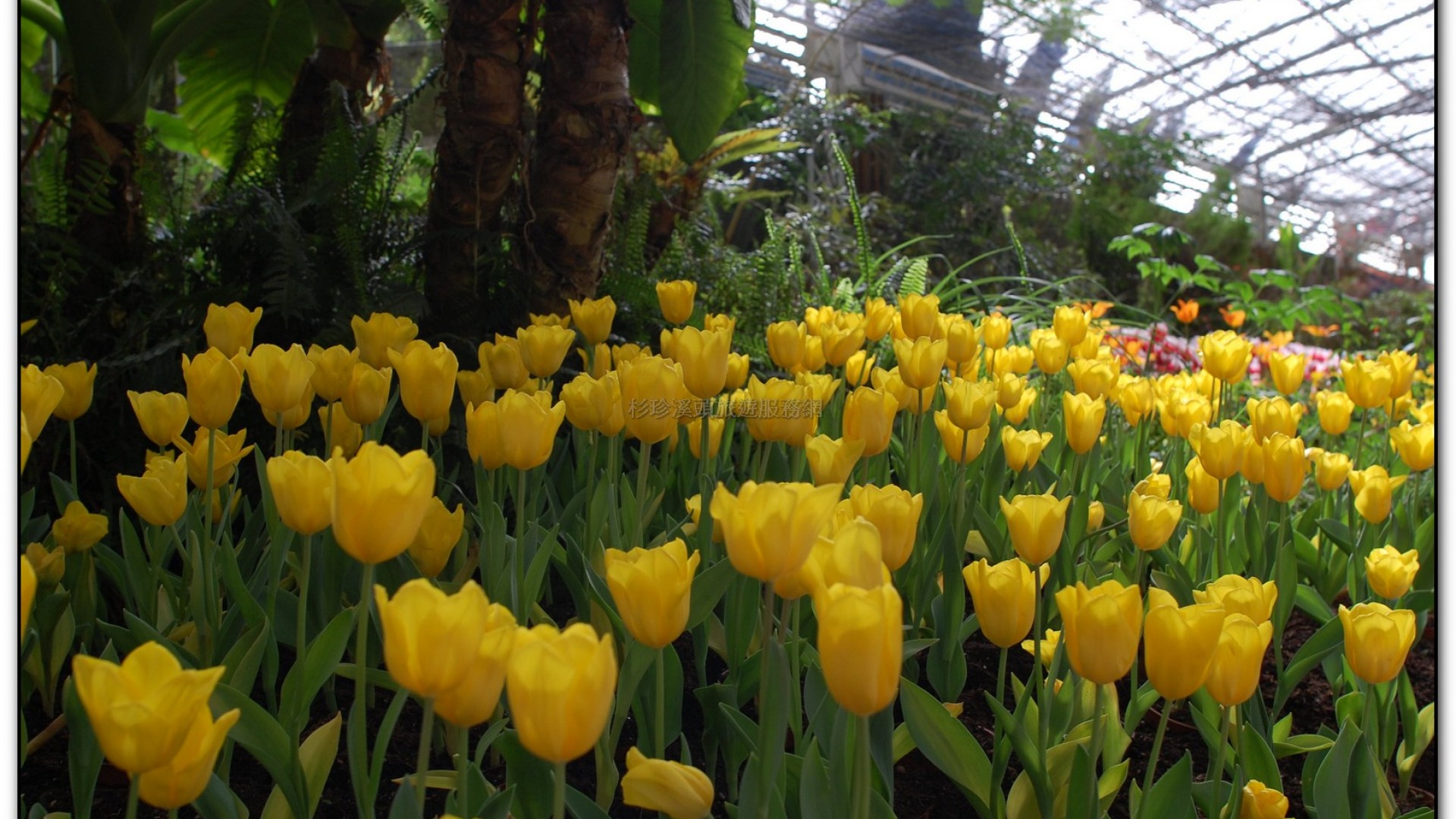 玻璃花坊-杉林溪旅遊景點