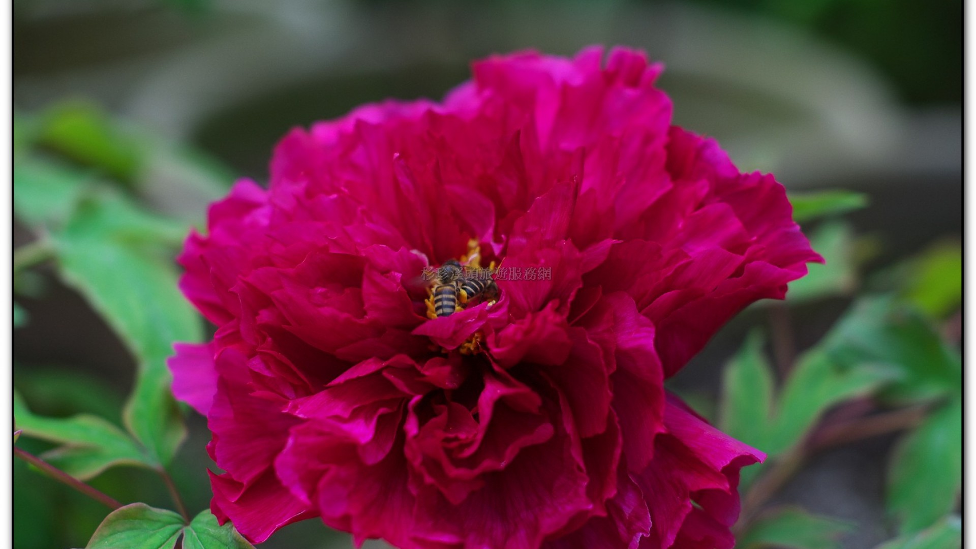 玻璃花坊-杉林溪旅遊景點