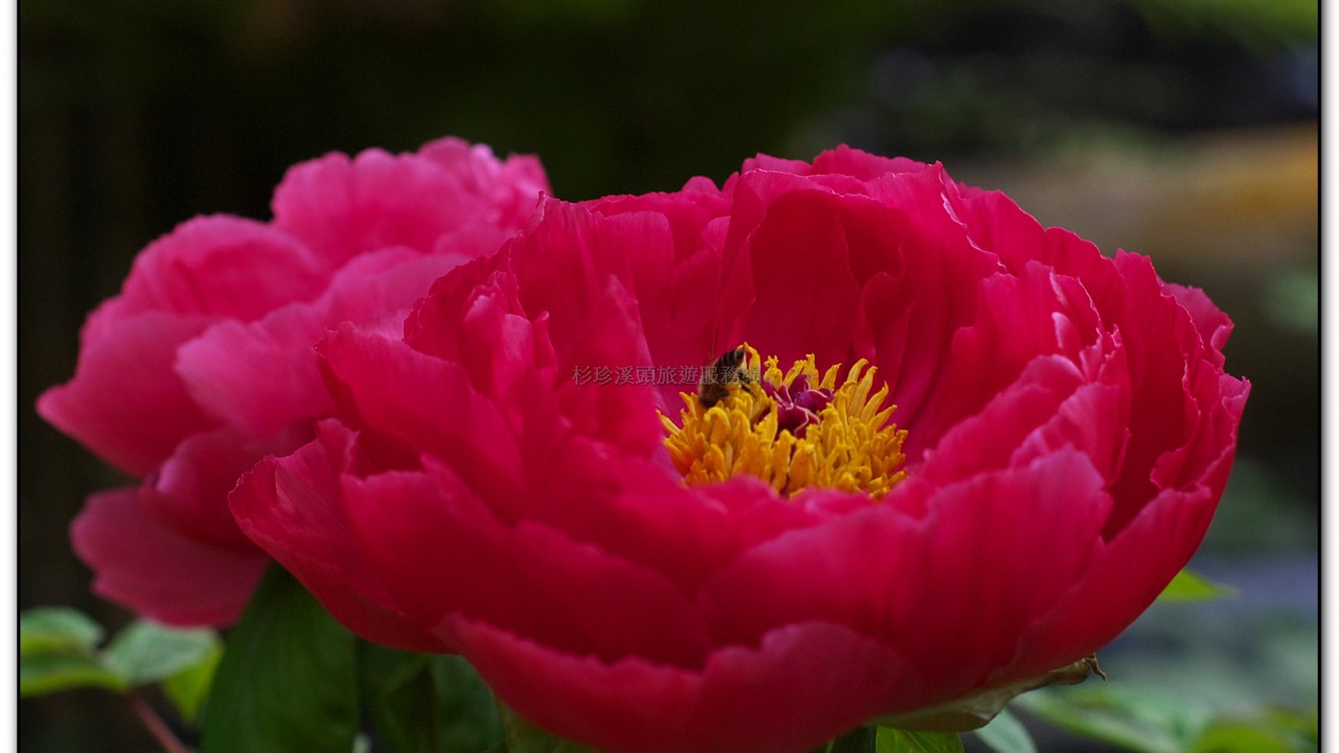 玻璃花坊-杉林溪旅遊景點
