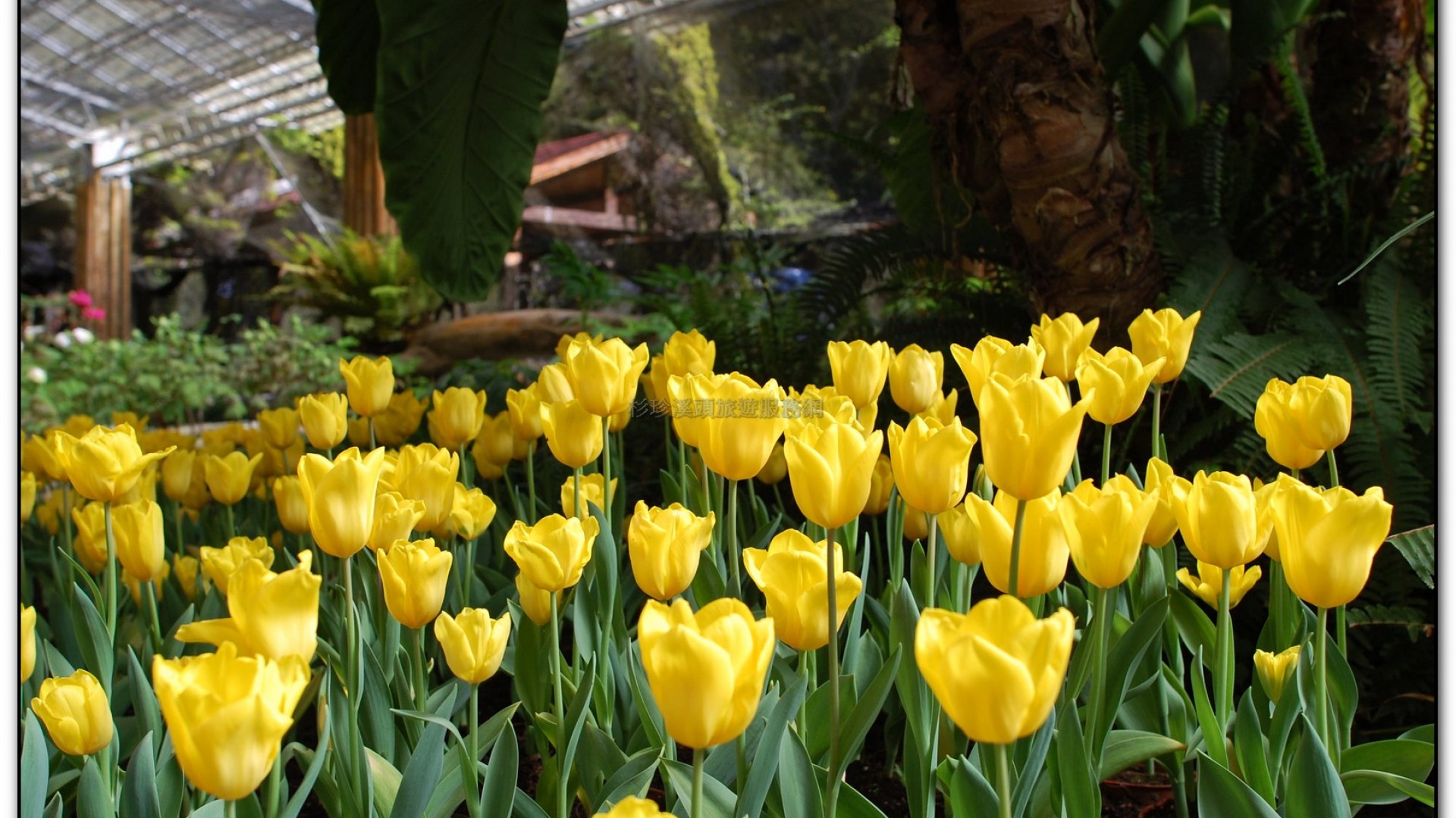 玻璃花坊-杉林溪旅遊景點