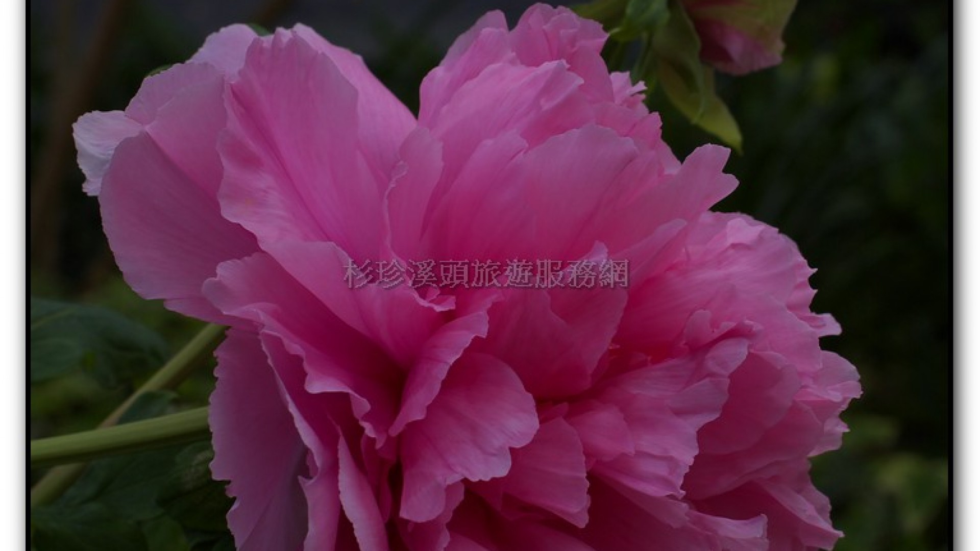 玻璃花坊-杉林溪旅遊景點