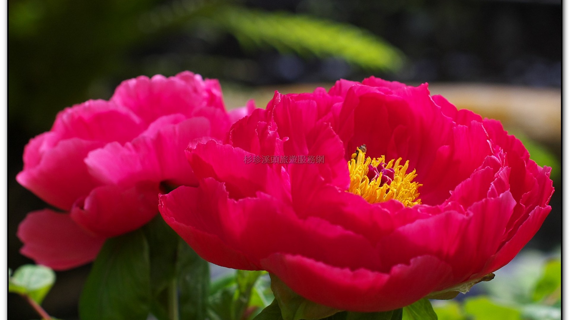 玻璃花坊-杉林溪旅遊景點