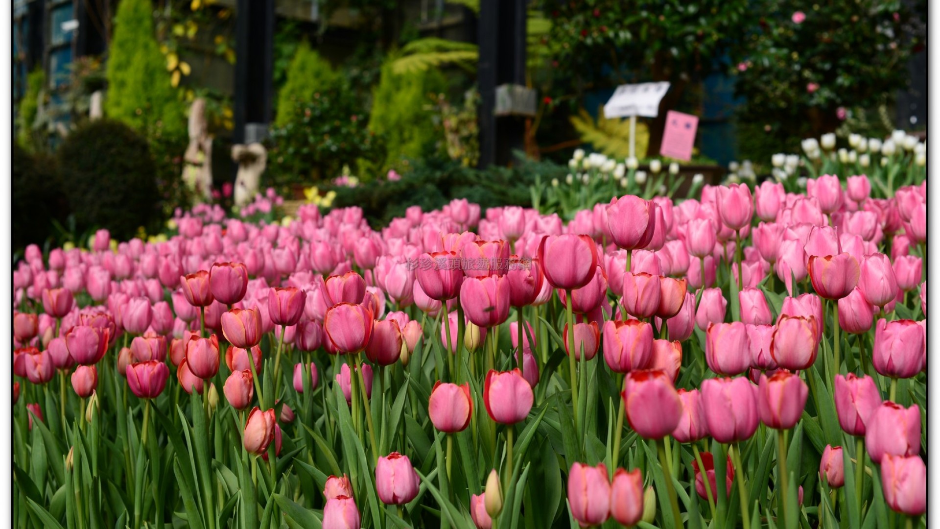 玻璃花坊-杉林溪旅遊景點