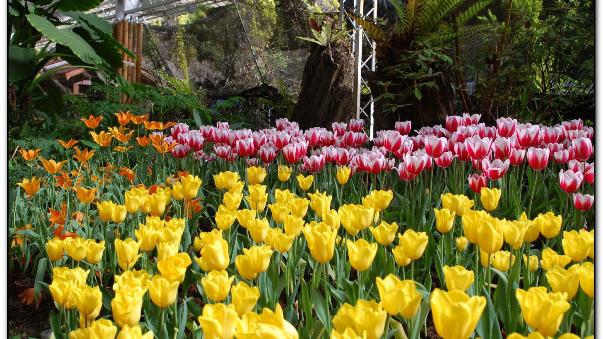 玻璃花坊-杉林溪旅遊景點