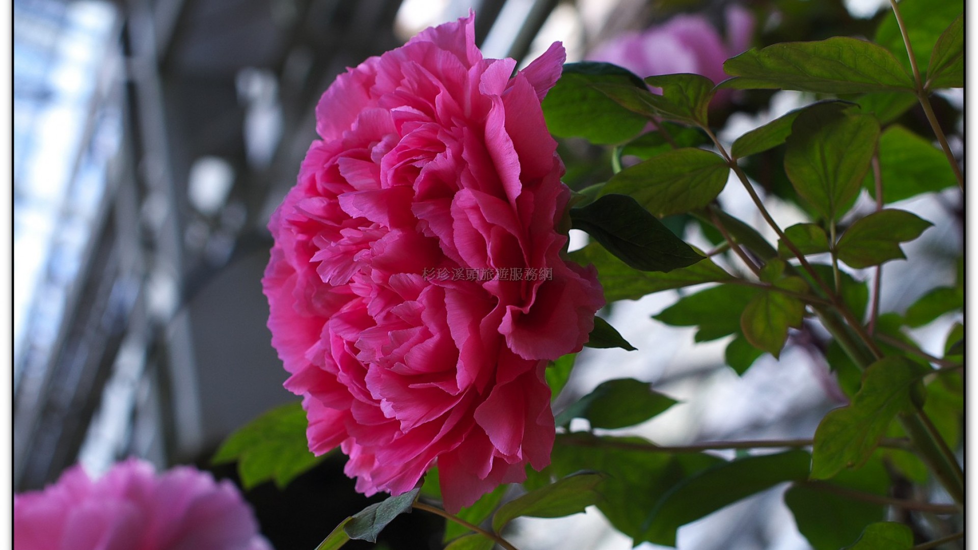 玻璃花坊-杉林溪旅遊景點