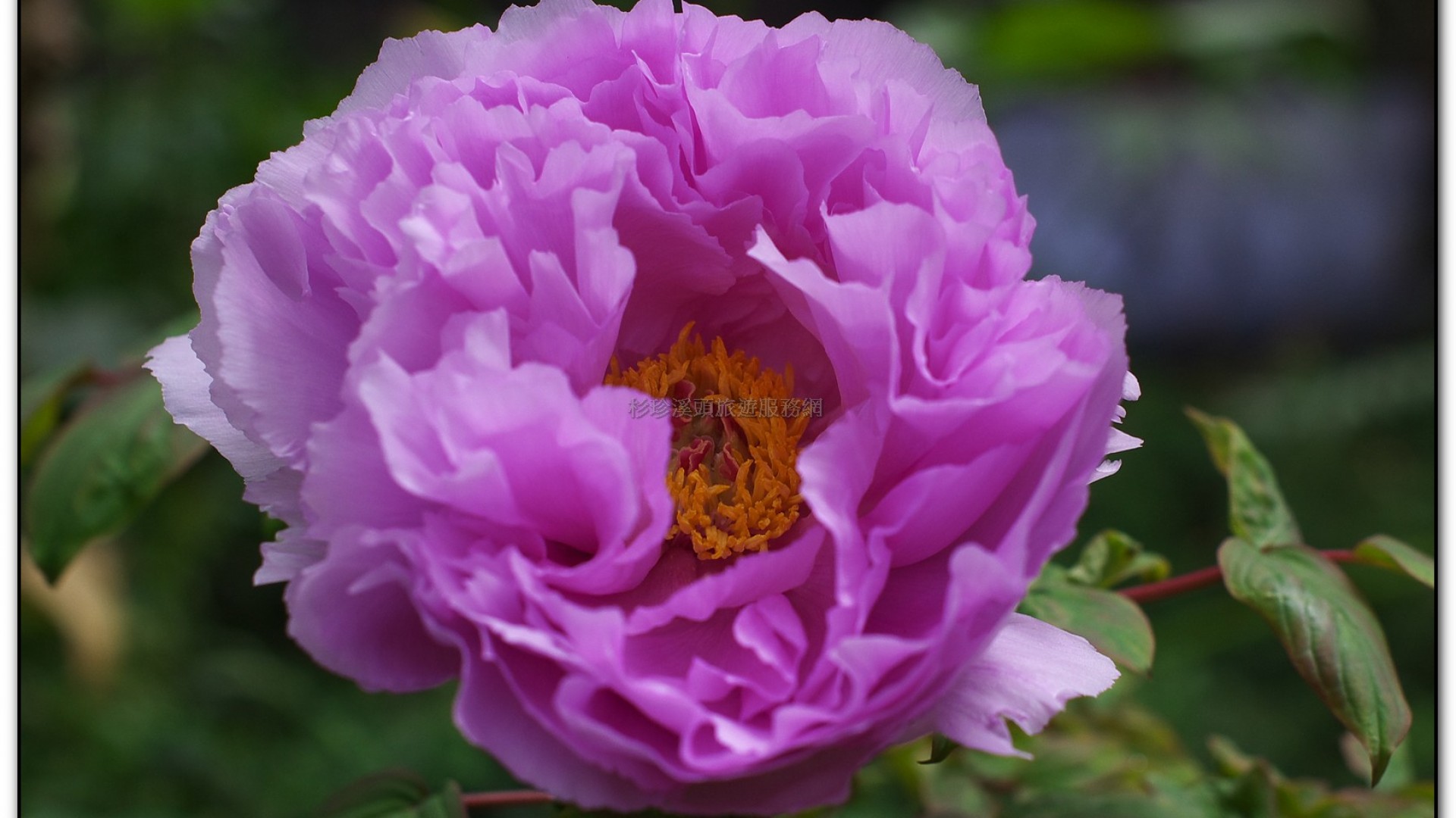 玻璃花坊-杉林溪旅遊景點