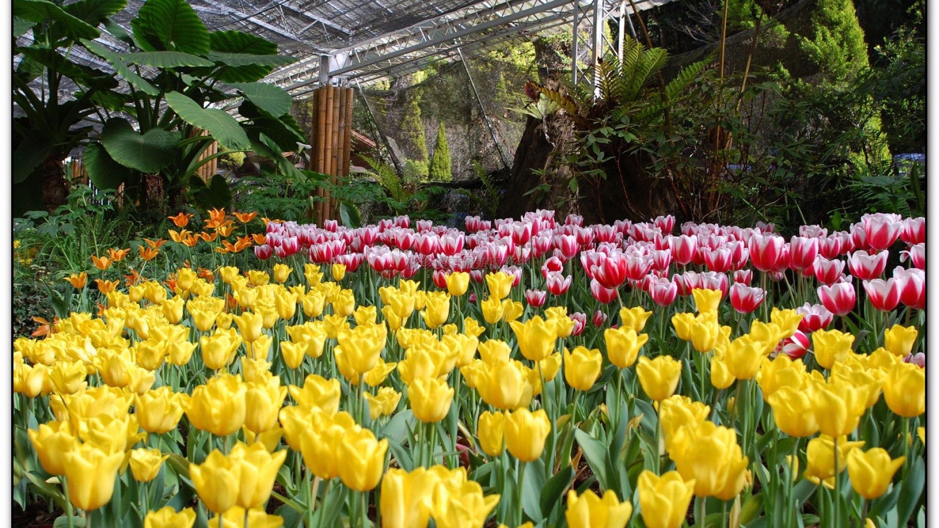 玻璃花坊-杉林溪旅遊景點