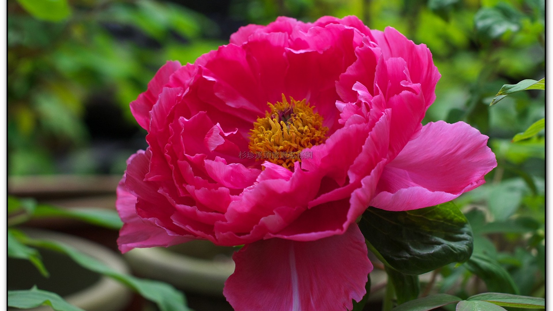 玻璃花坊-杉林溪旅遊景點