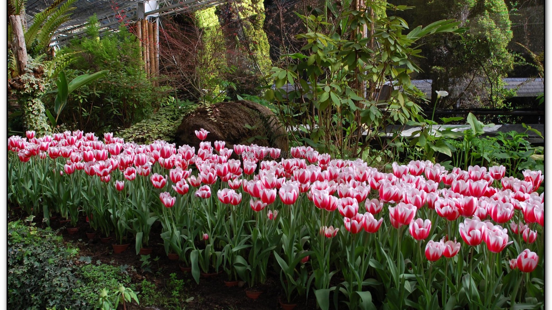 玻璃花坊-杉林溪旅遊景點