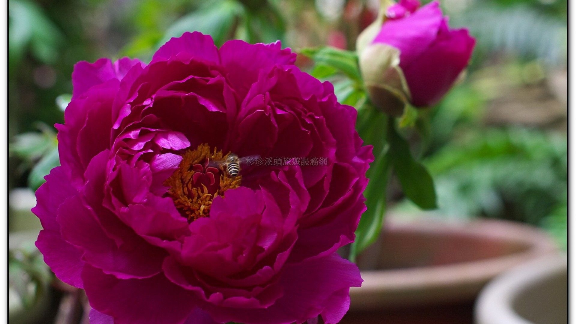 玻璃花坊-杉林溪旅遊景點