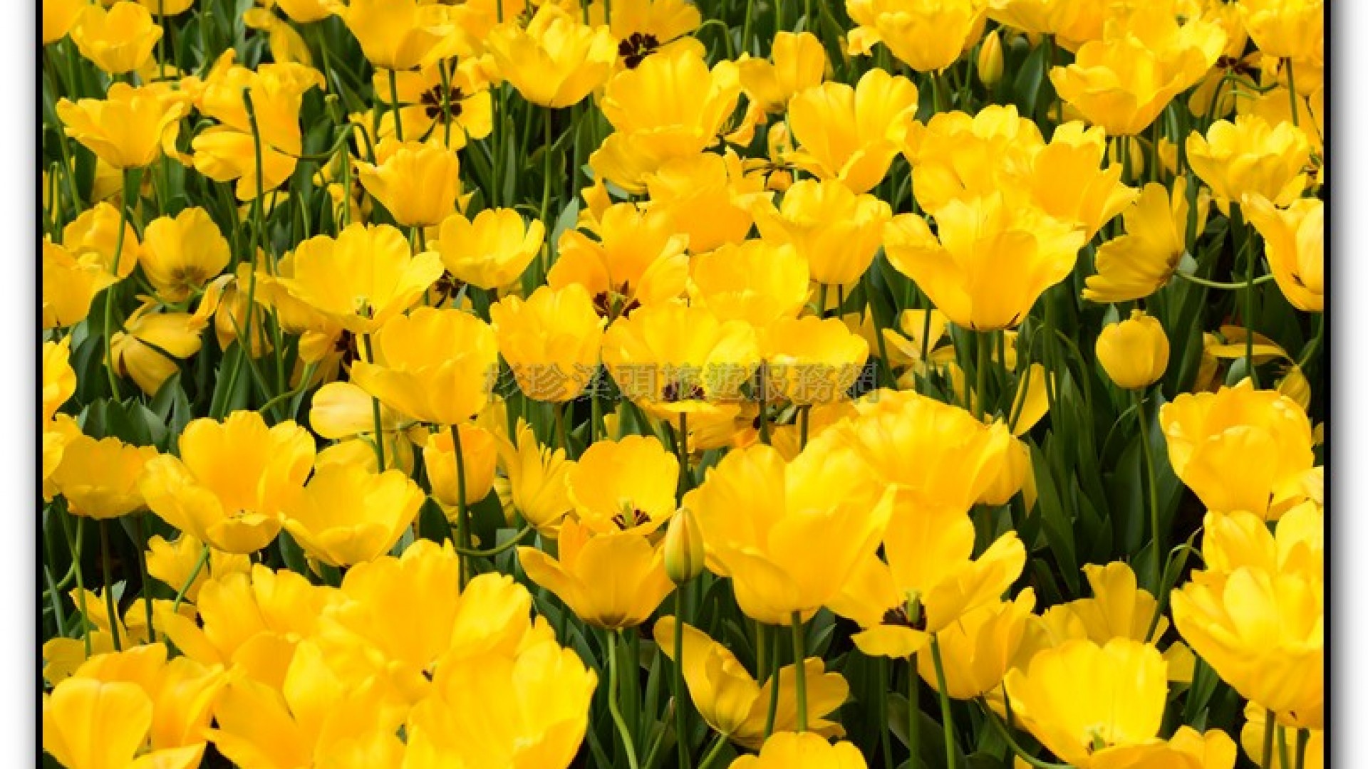 玻璃花坊-杉林溪旅遊景點