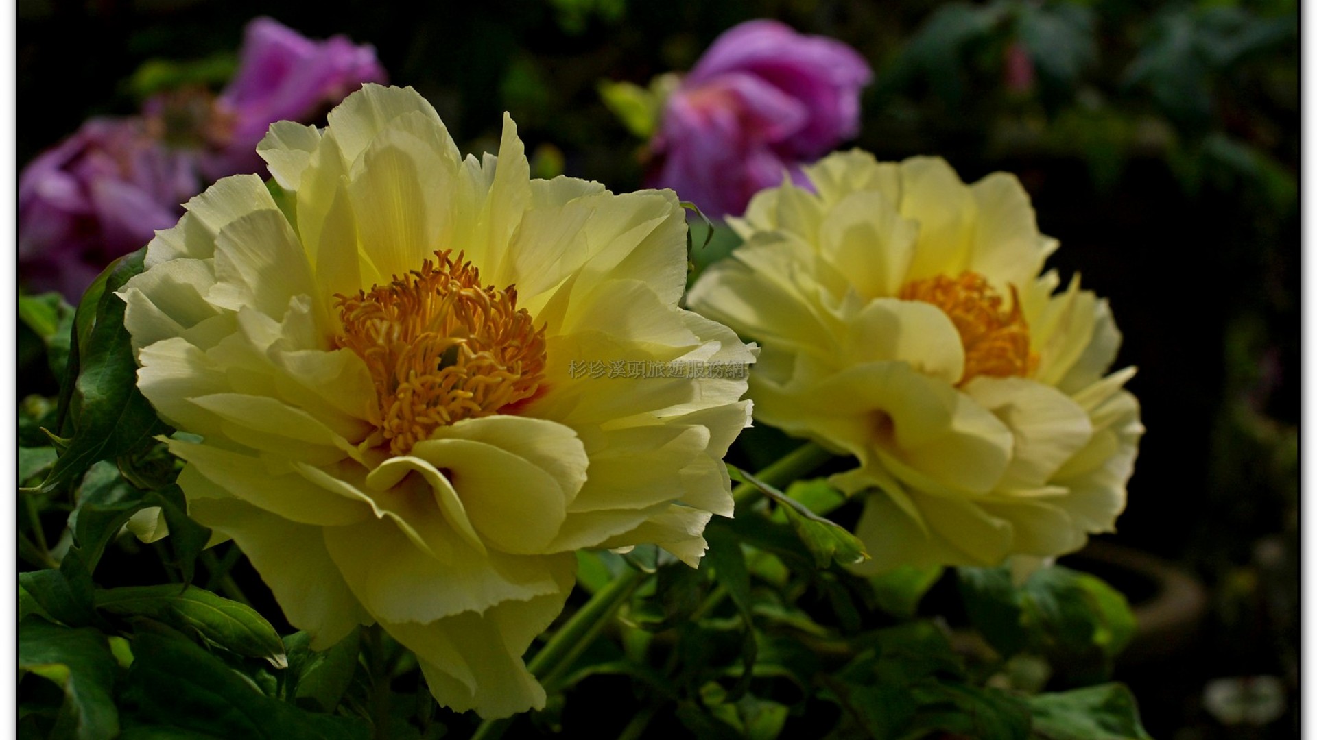 玻璃花坊-杉林溪旅遊景點