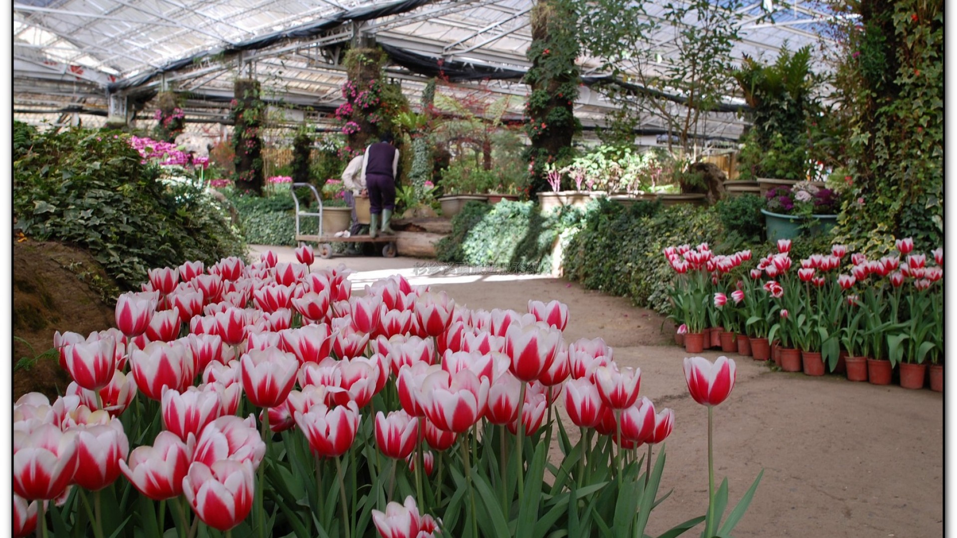 玻璃花坊-杉林溪旅遊景點