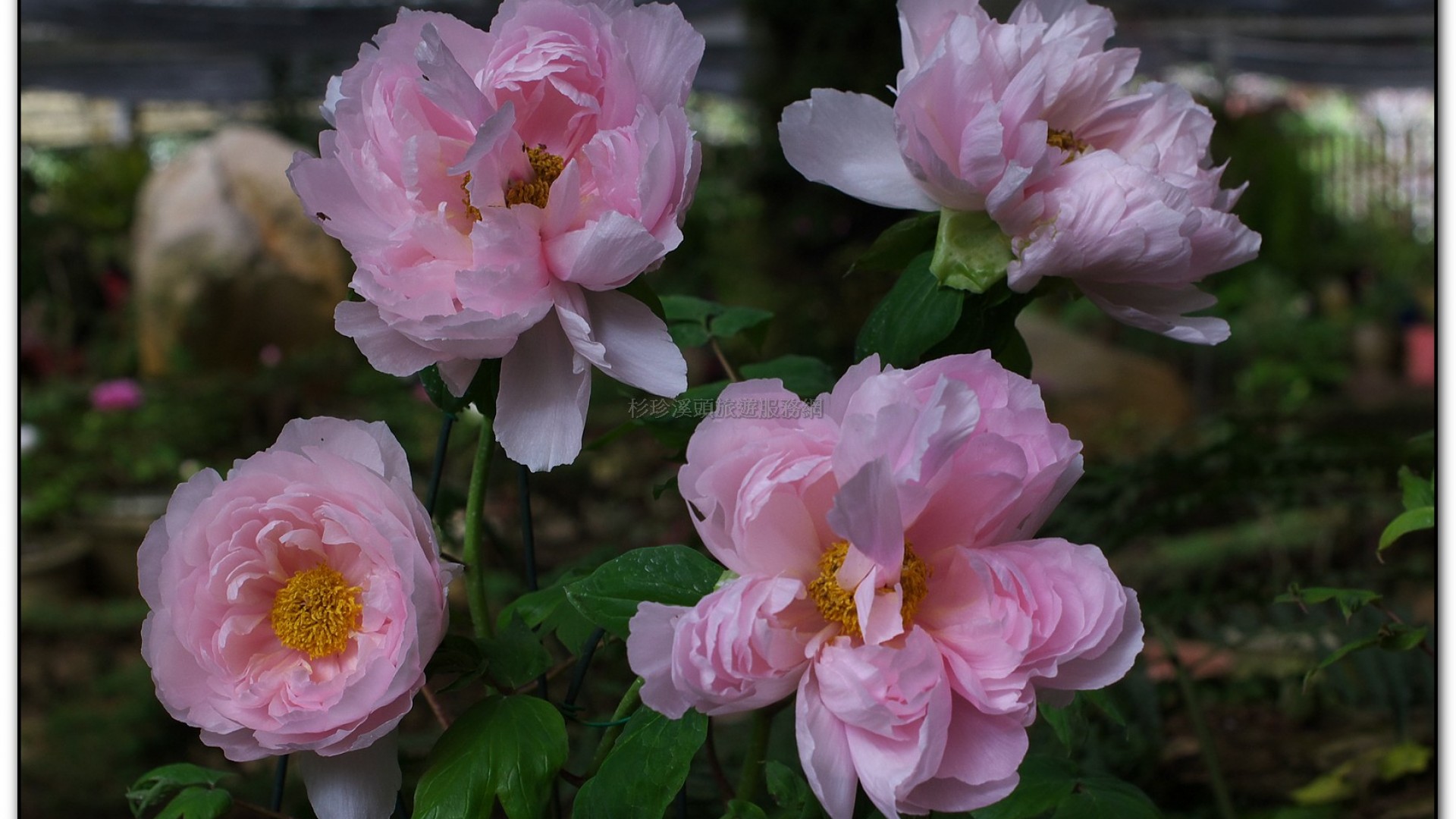 玻璃花坊-杉林溪旅遊景點