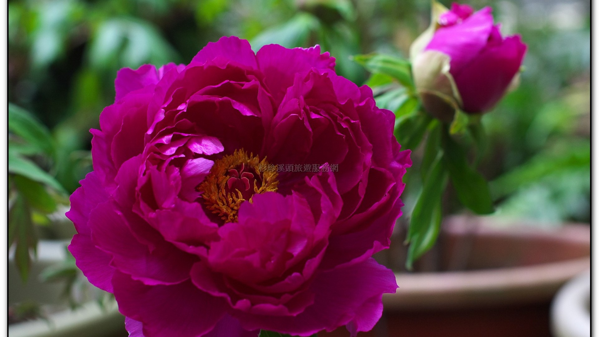 玻璃花坊-杉林溪旅遊景點