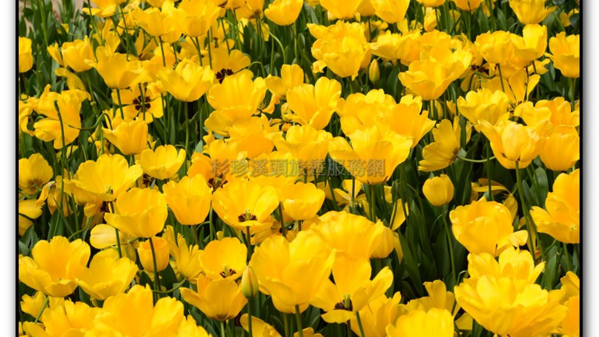 玻璃花坊-杉林溪旅遊景點