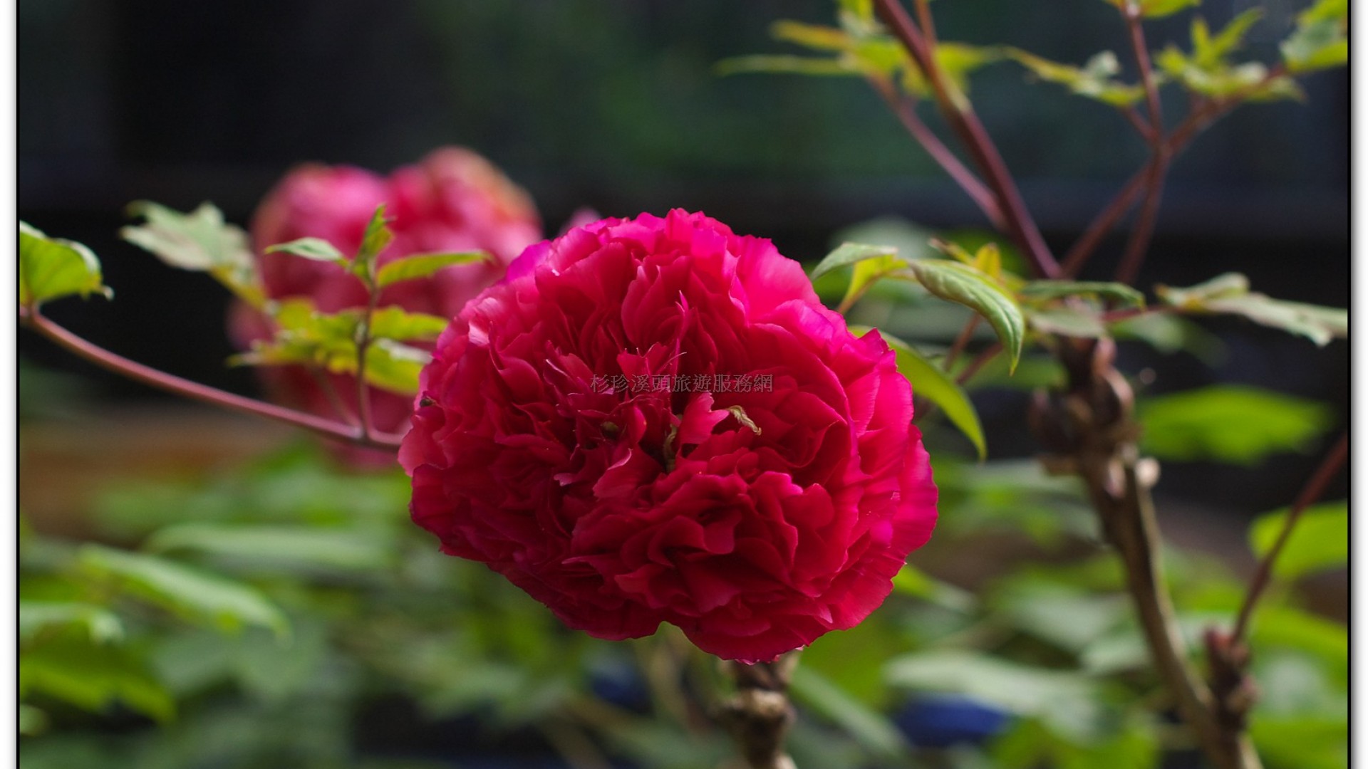 玻璃花坊-杉林溪旅遊景點