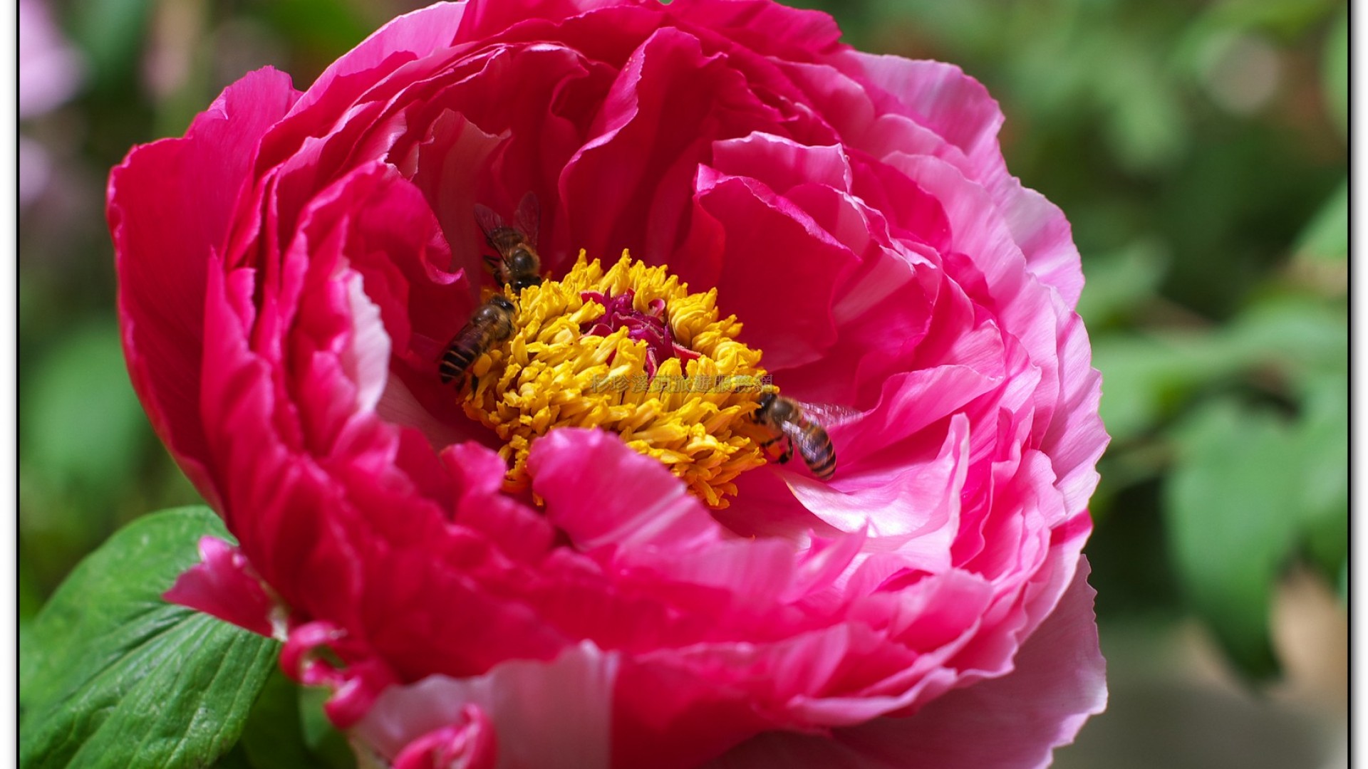 玻璃花坊-杉林溪旅遊景點