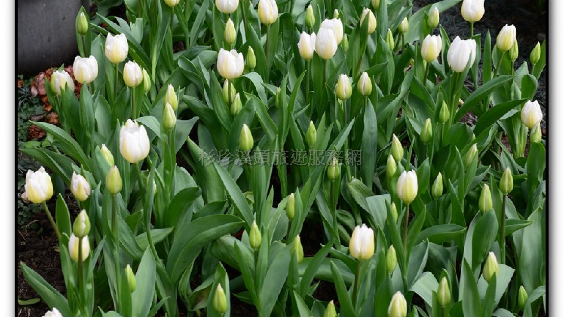 玻璃花坊-杉林溪旅遊景點