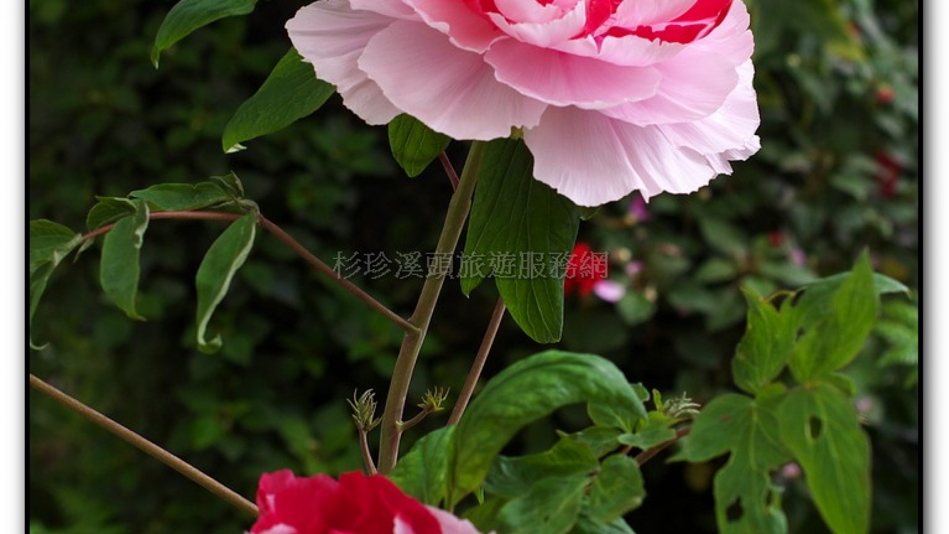 玻璃花坊-杉林溪旅遊景點