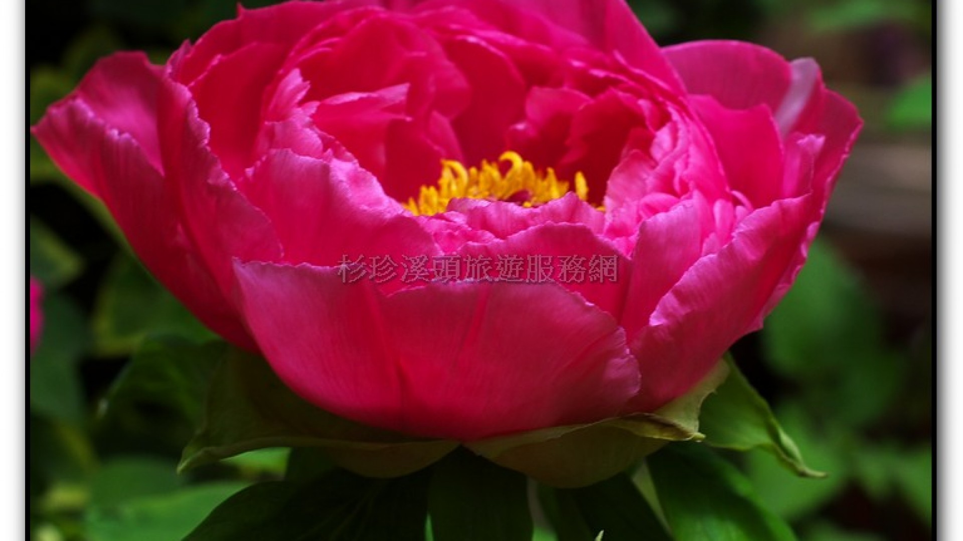 玻璃花坊-杉林溪旅遊景點