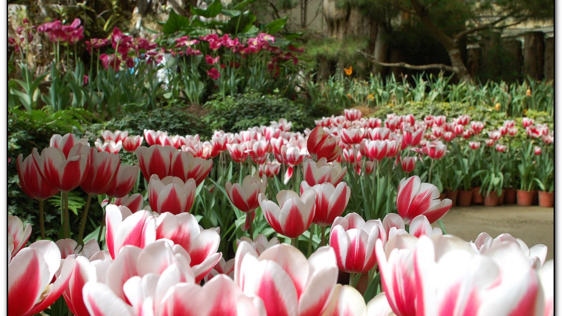 玻璃花坊-杉林溪旅遊景點