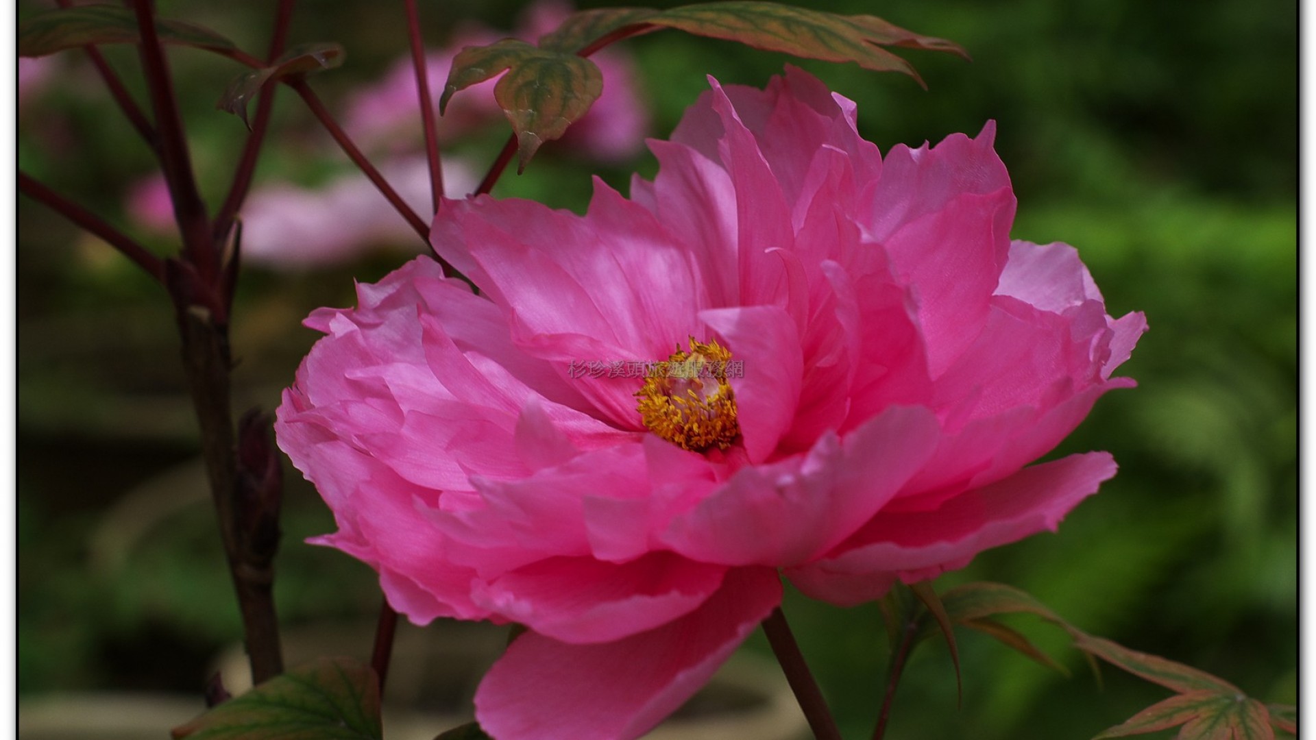 玻璃花坊-杉林溪旅遊景點