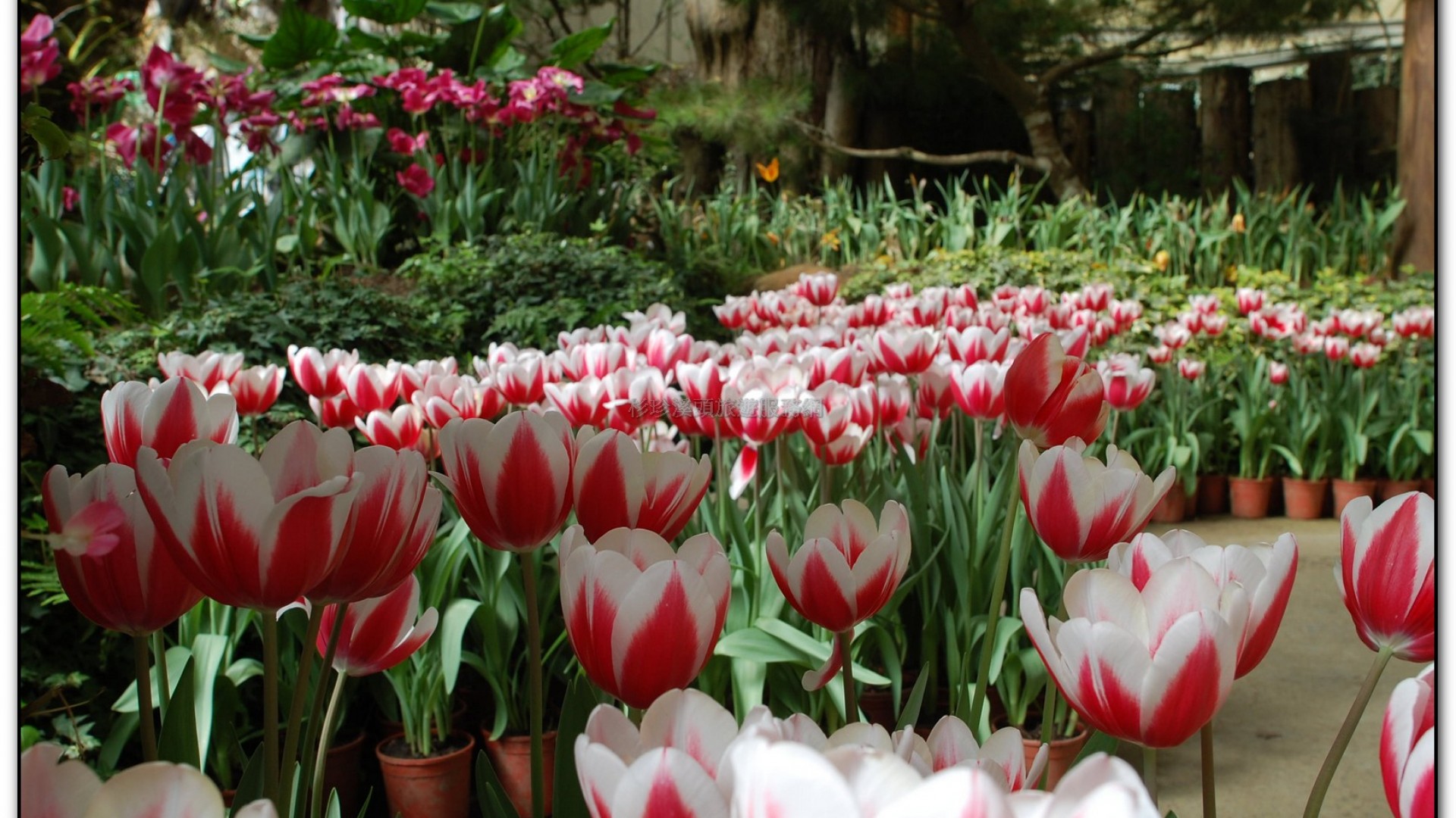 玻璃花坊-杉林溪旅遊景點