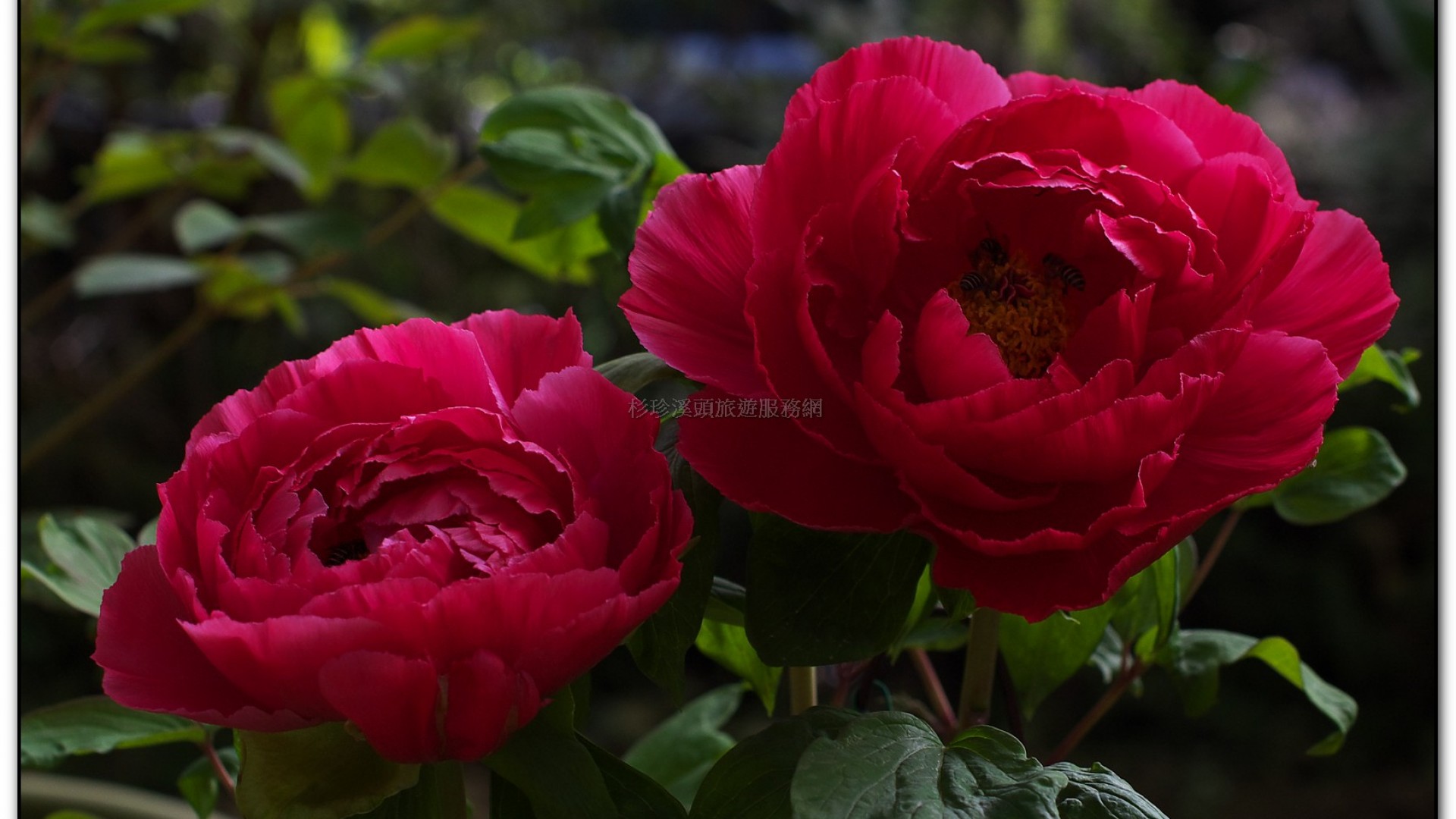 玻璃花坊-杉林溪旅遊景點