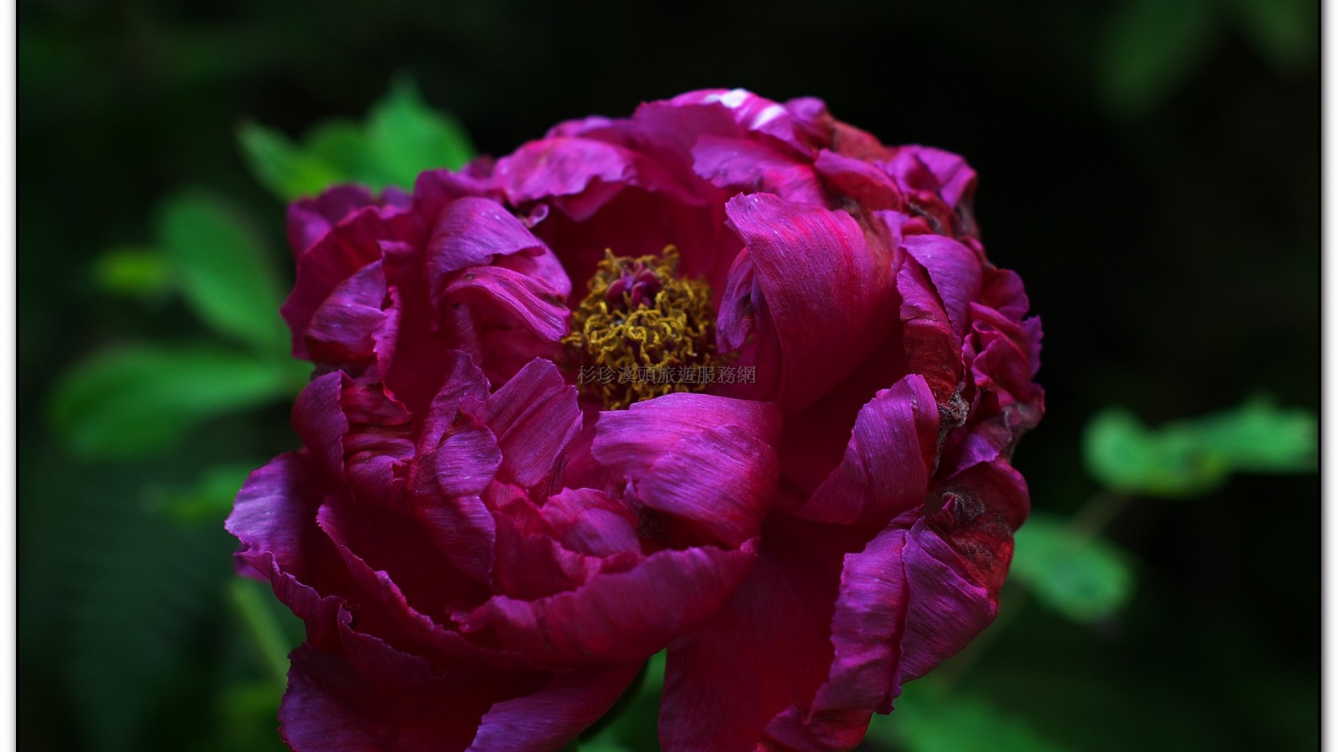 玻璃花坊-杉林溪旅遊景點