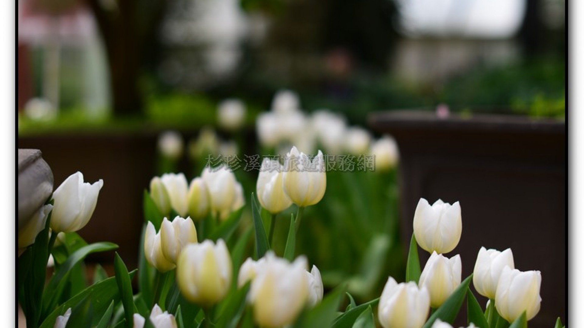 玻璃花坊-杉林溪旅遊景點