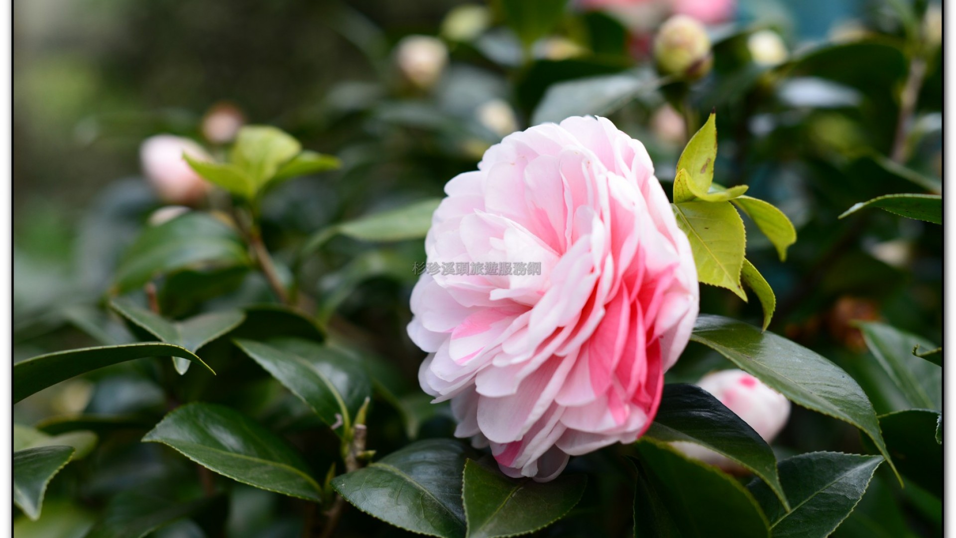 玻璃花坊-杉林溪旅遊景點