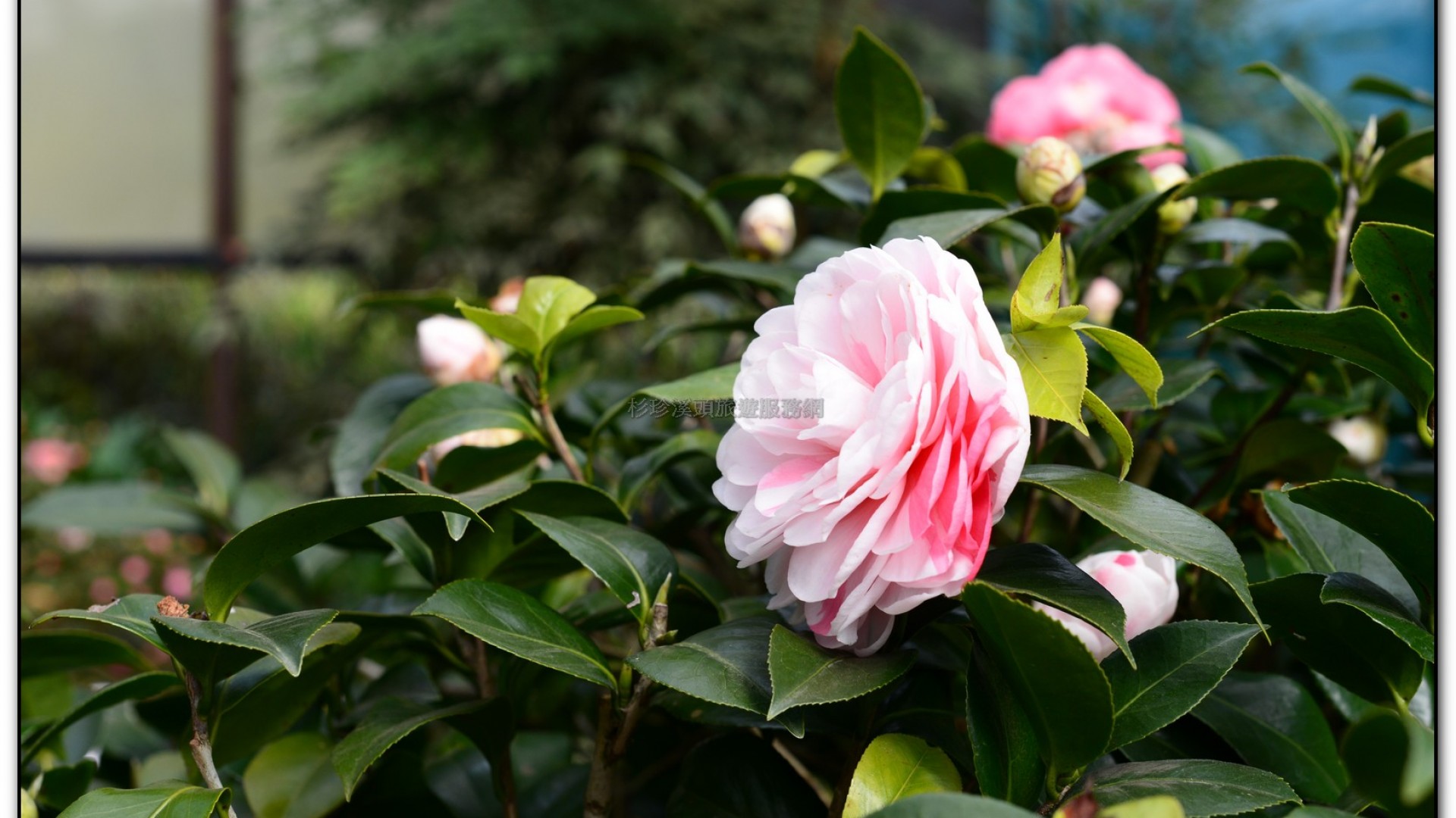 玻璃花坊-杉林溪旅遊景點