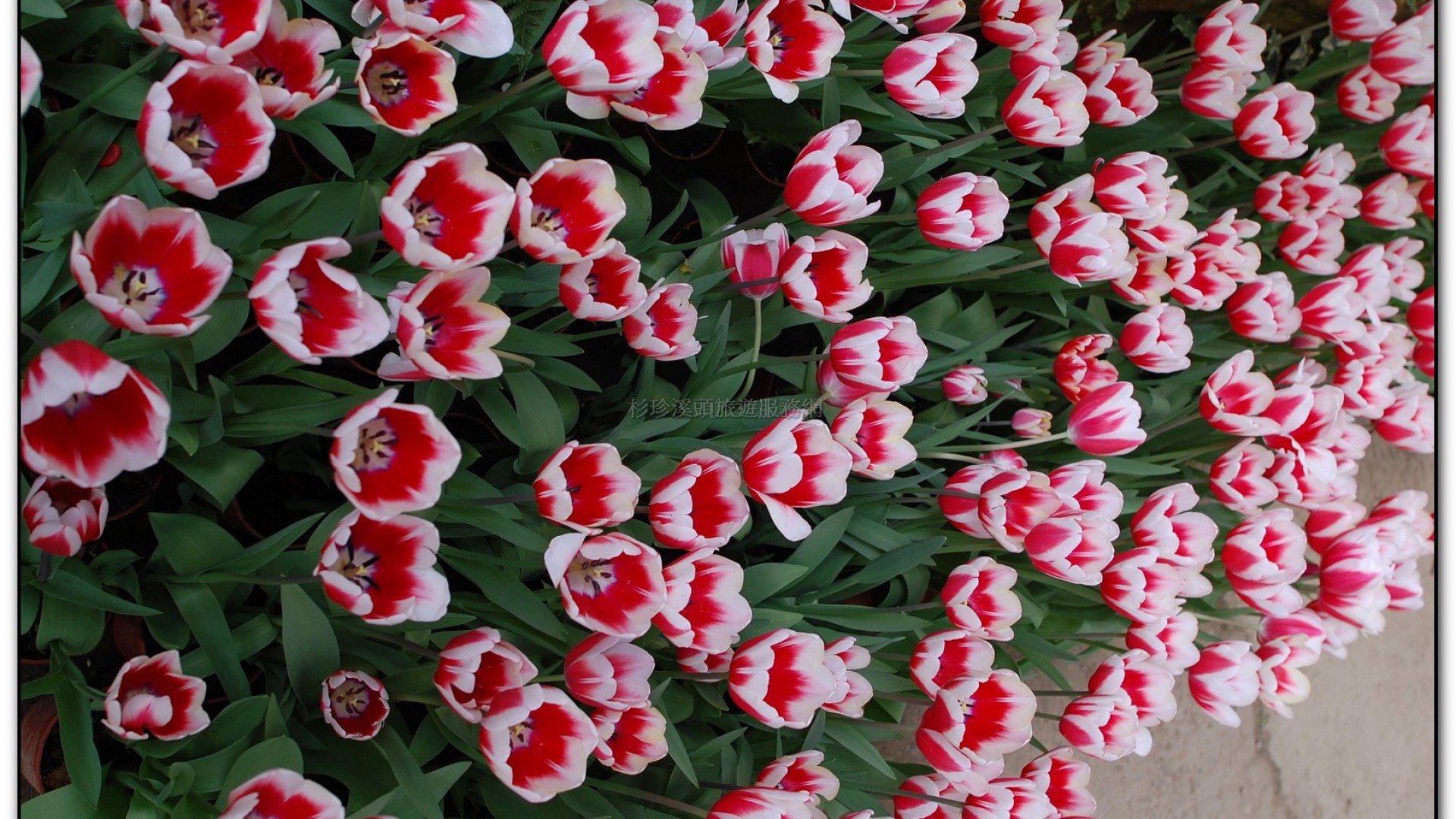 玻璃花坊-杉林溪旅遊景點