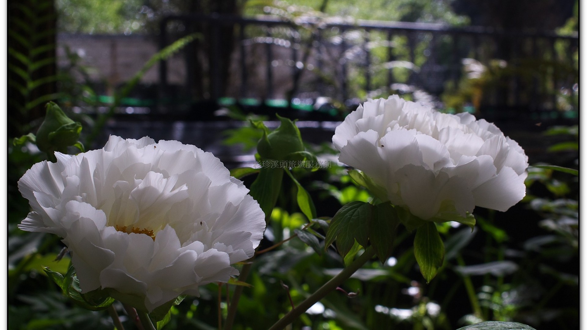 玻璃花坊-杉林溪旅遊景點