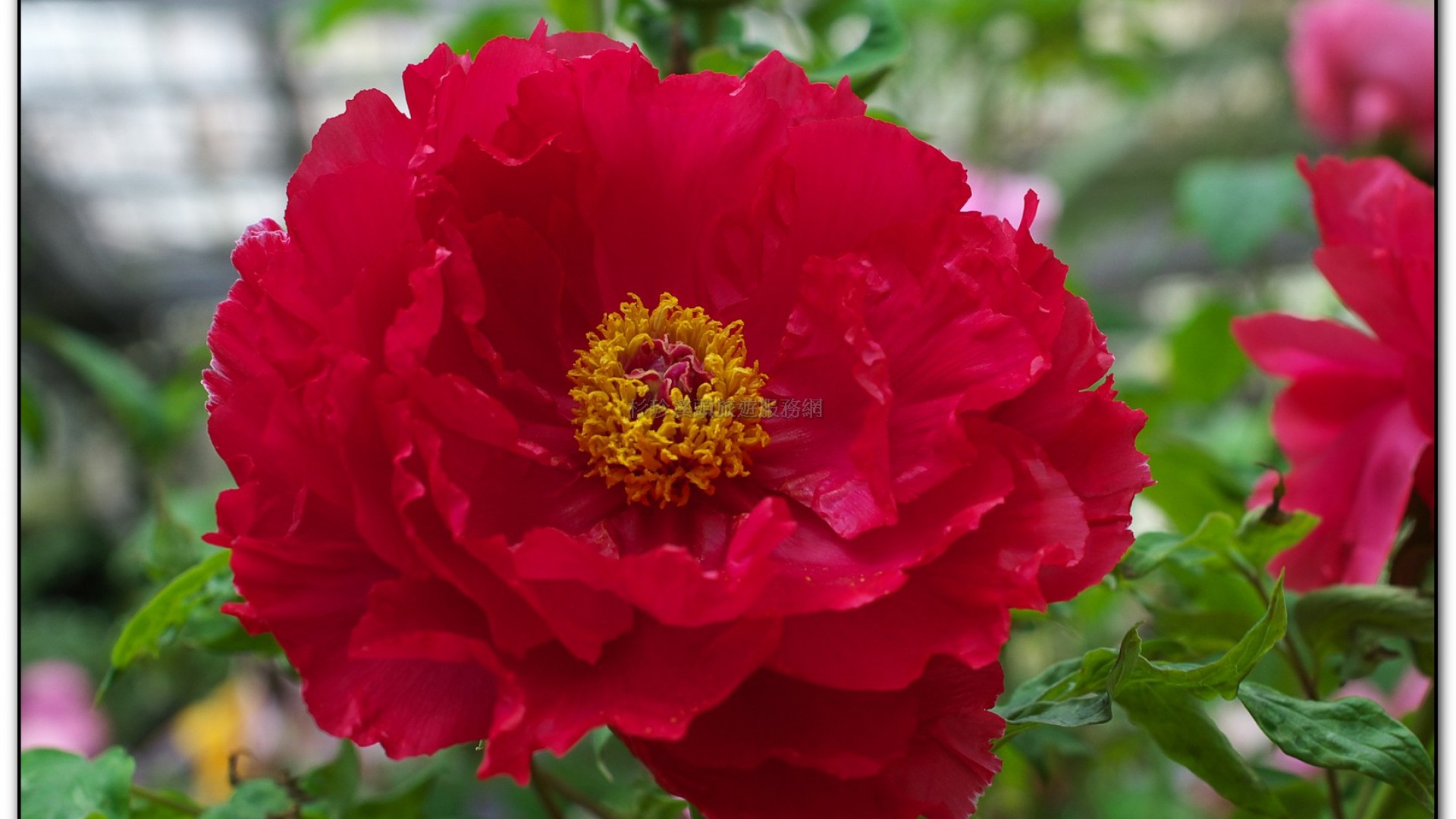 玻璃花坊-杉林溪旅遊景點