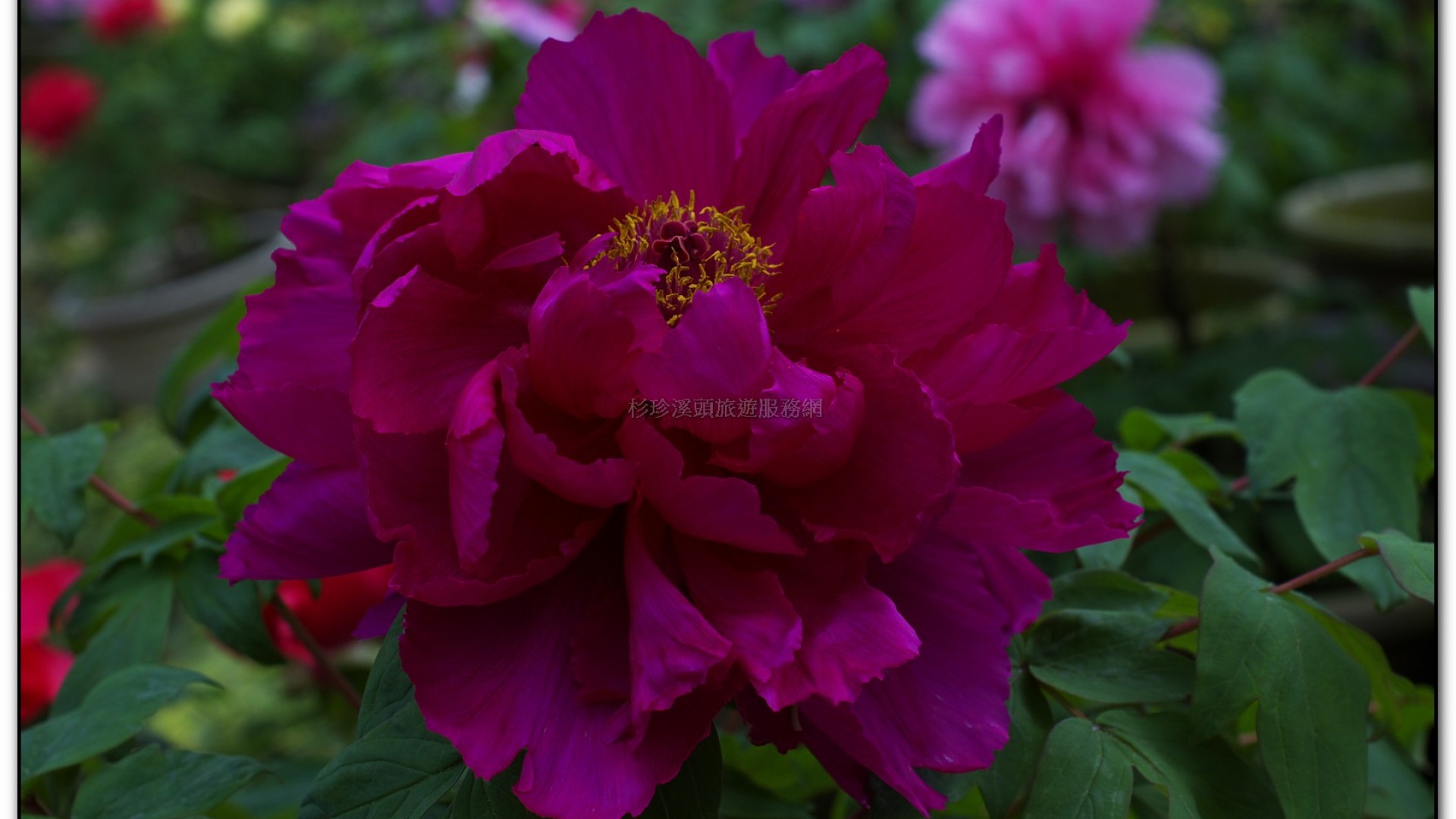 玻璃花坊-杉林溪旅遊景點