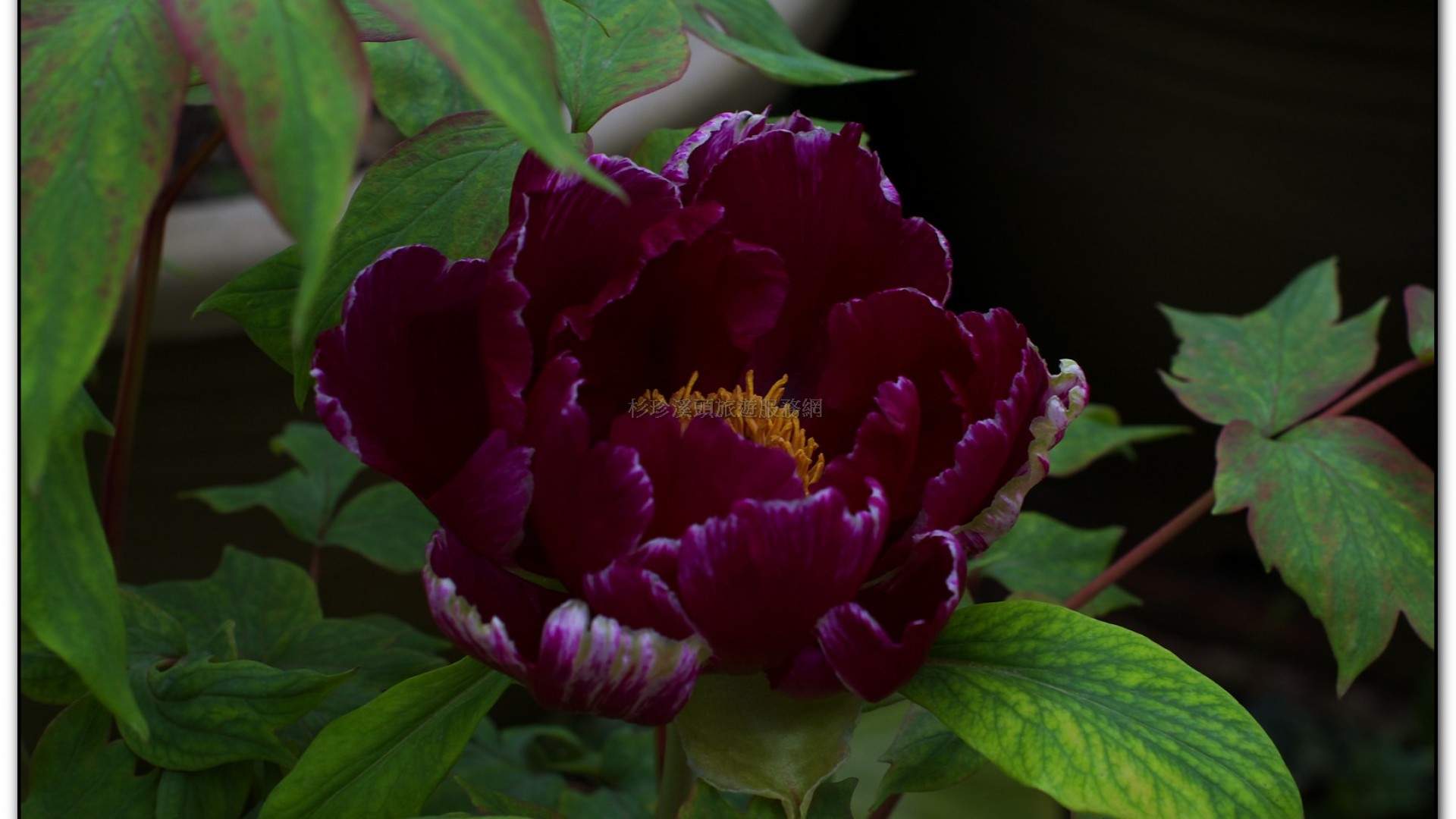 玻璃花坊-杉林溪旅遊景點