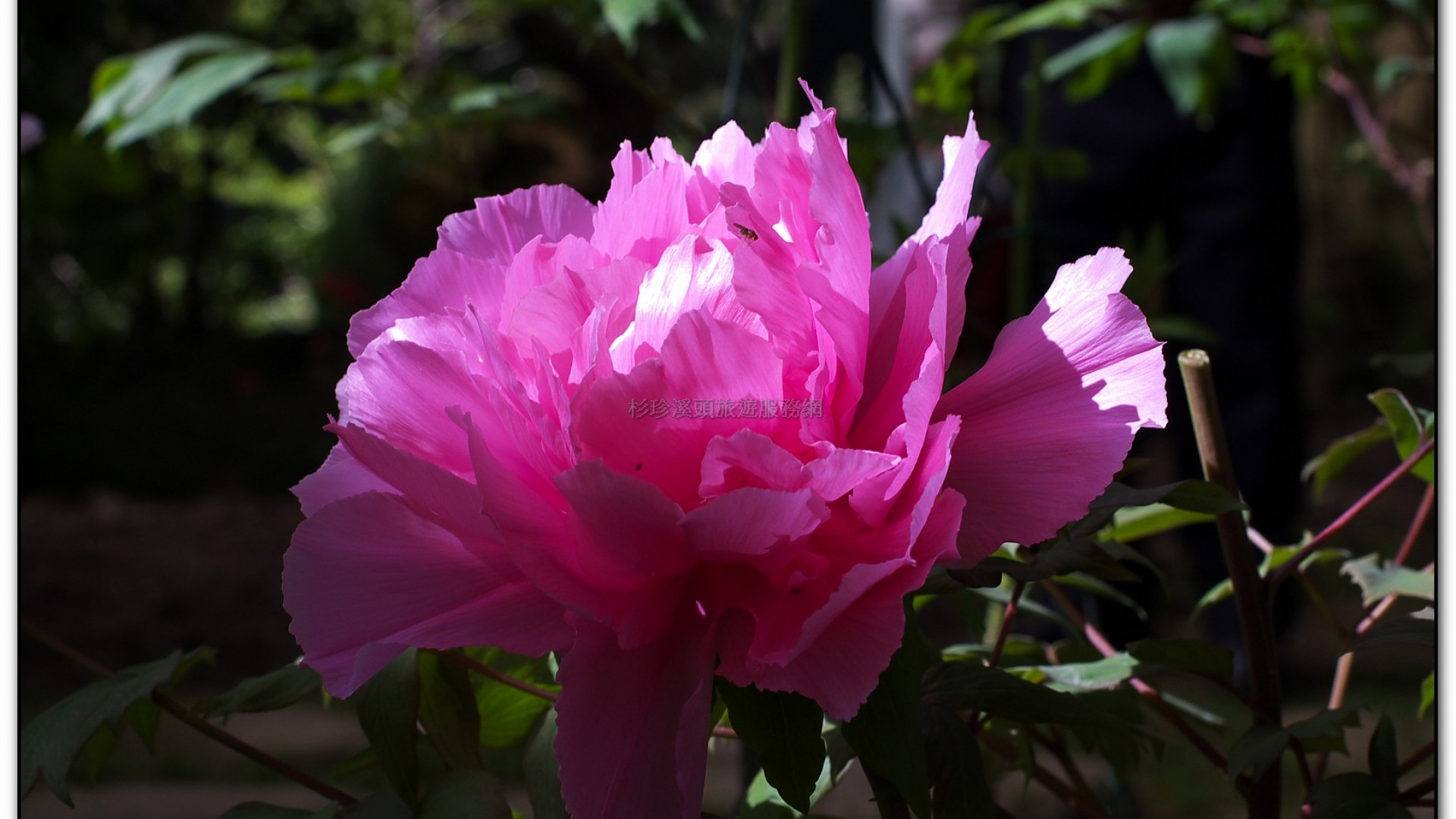 玻璃花坊-杉林溪旅遊景點