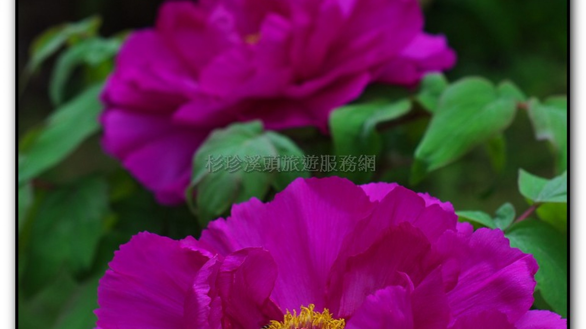 玻璃花坊-杉林溪旅遊景點