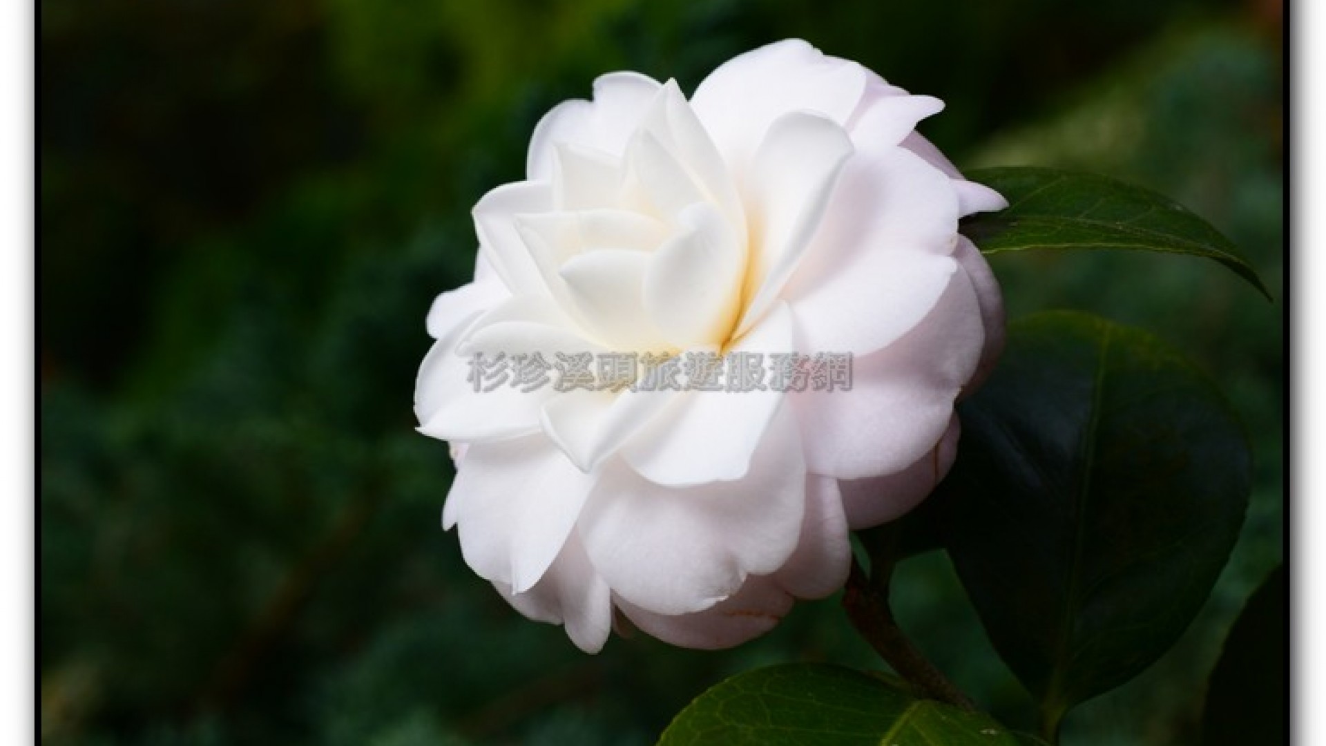 玻璃花坊-杉林溪旅遊景點