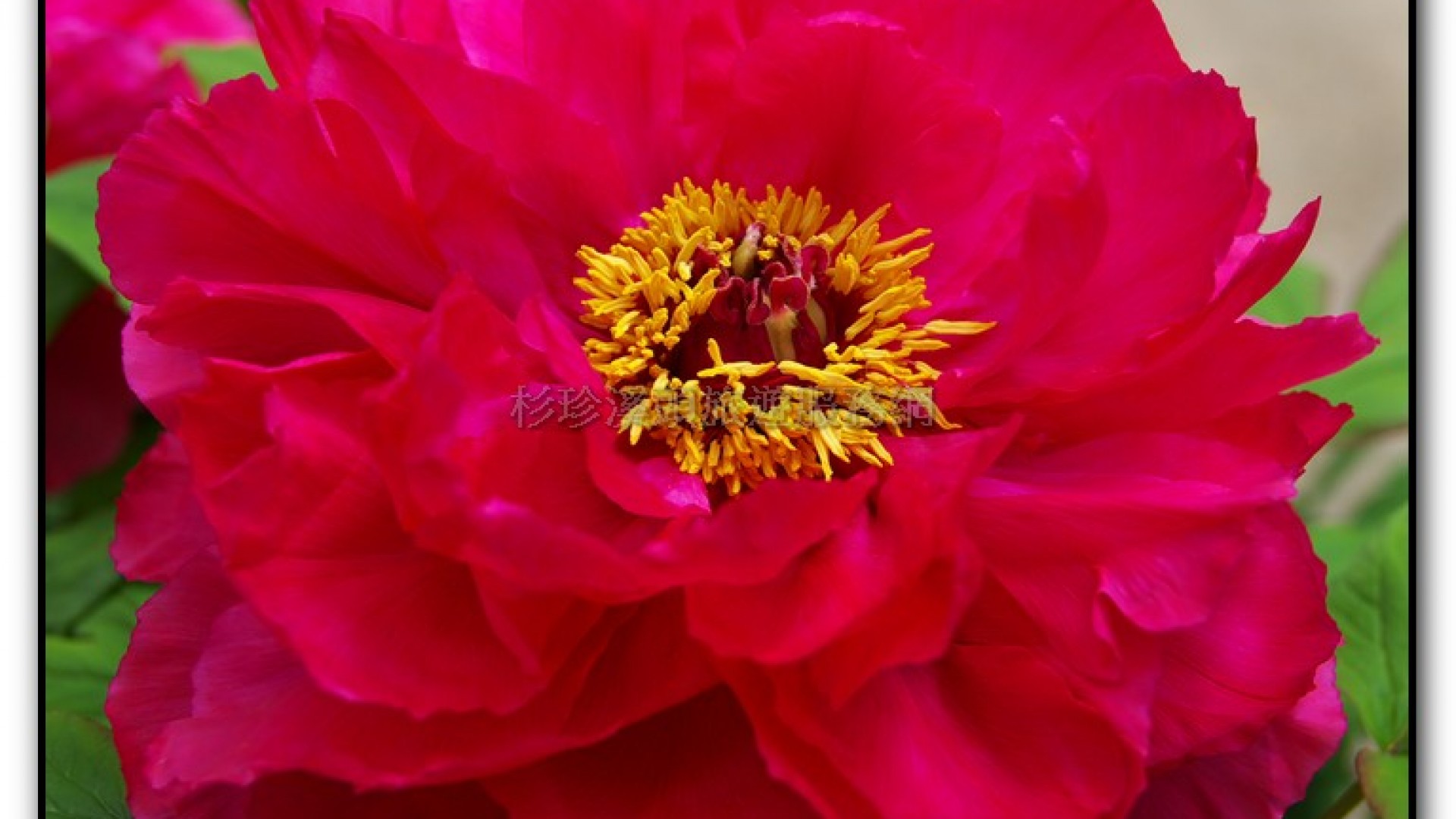 玻璃花坊-杉林溪旅遊景點