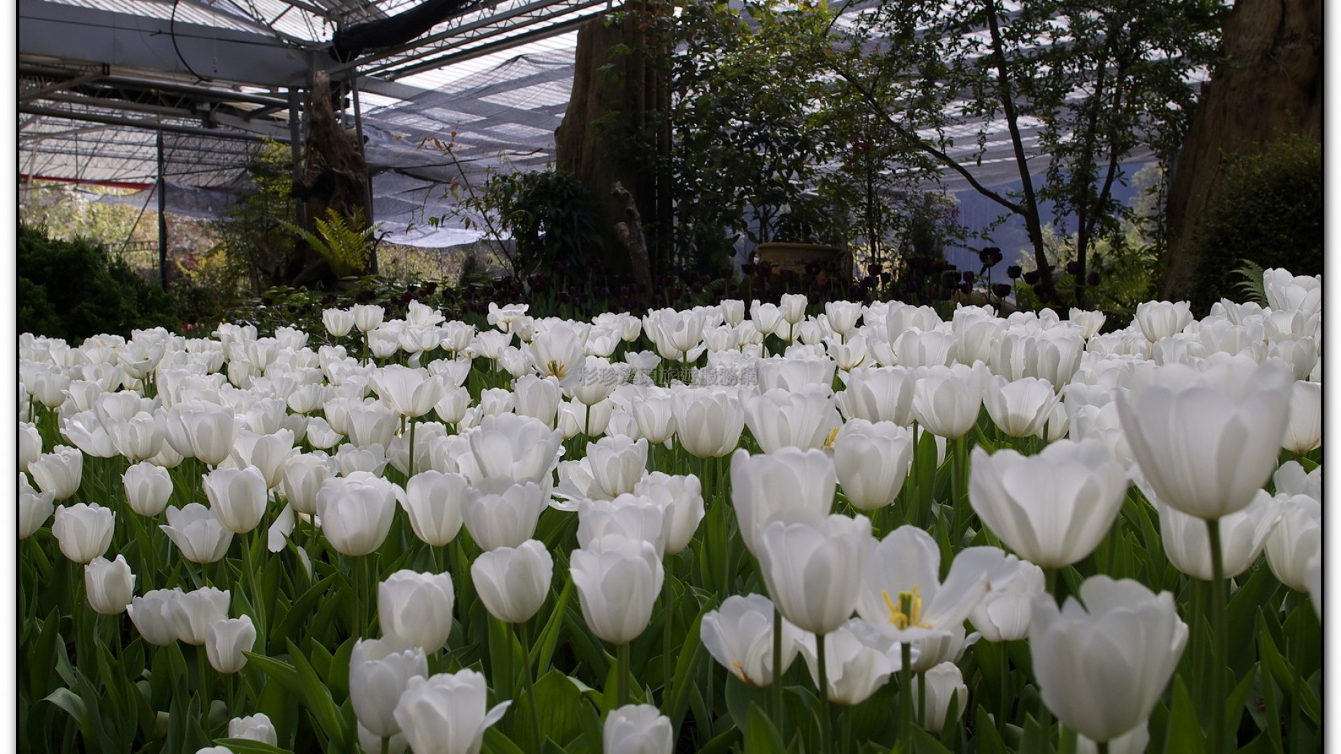 玻璃花坊-杉林溪旅遊景點